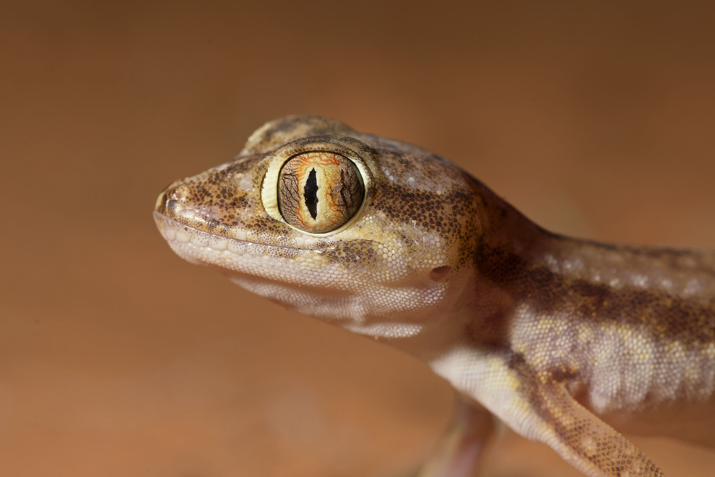 Stenodactylus petrii