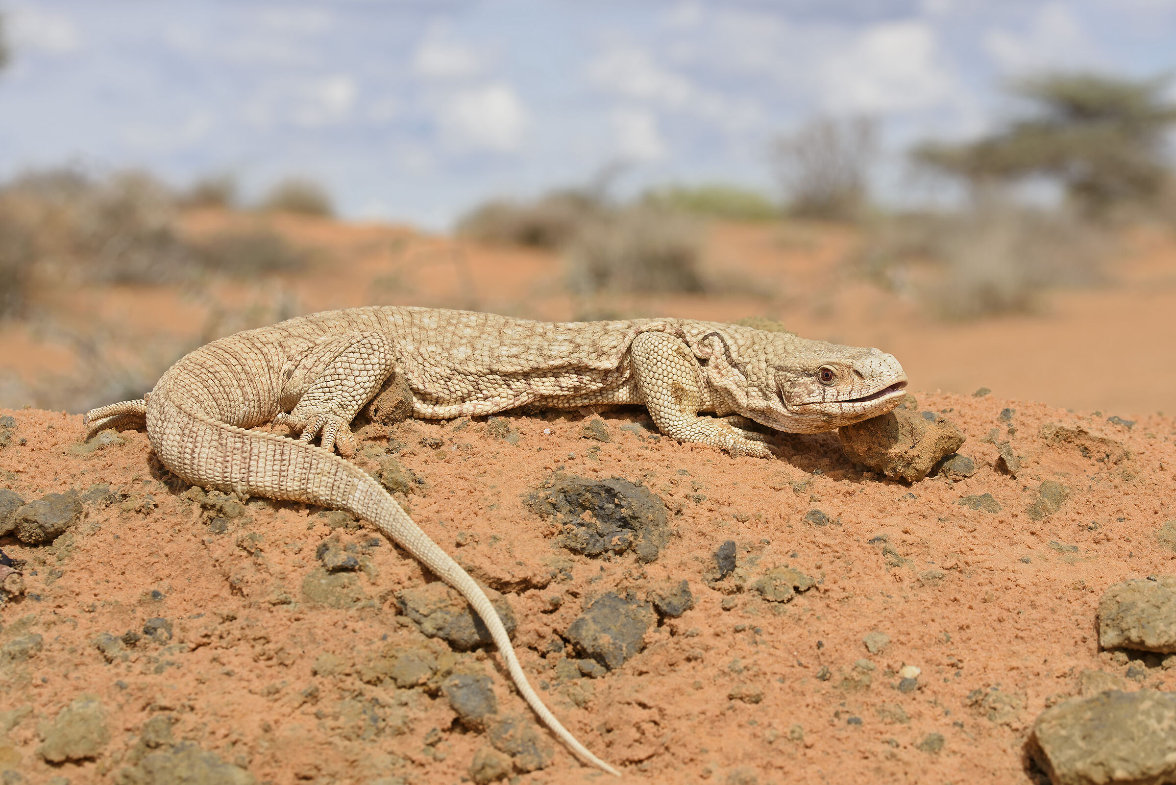 Varanus exanthematicus