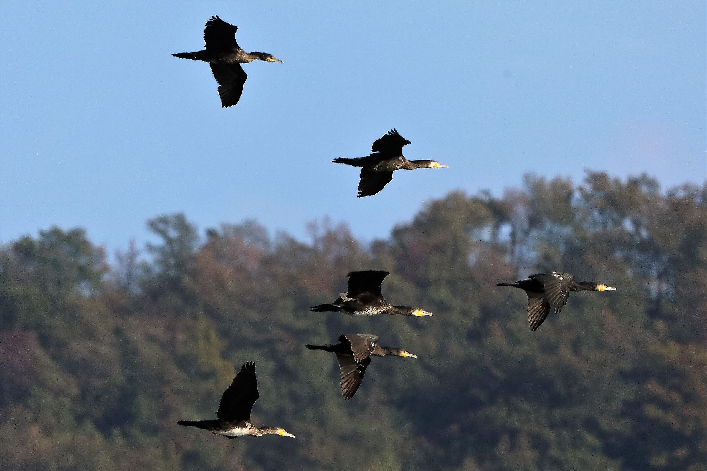 cormorani 26-10-2022
