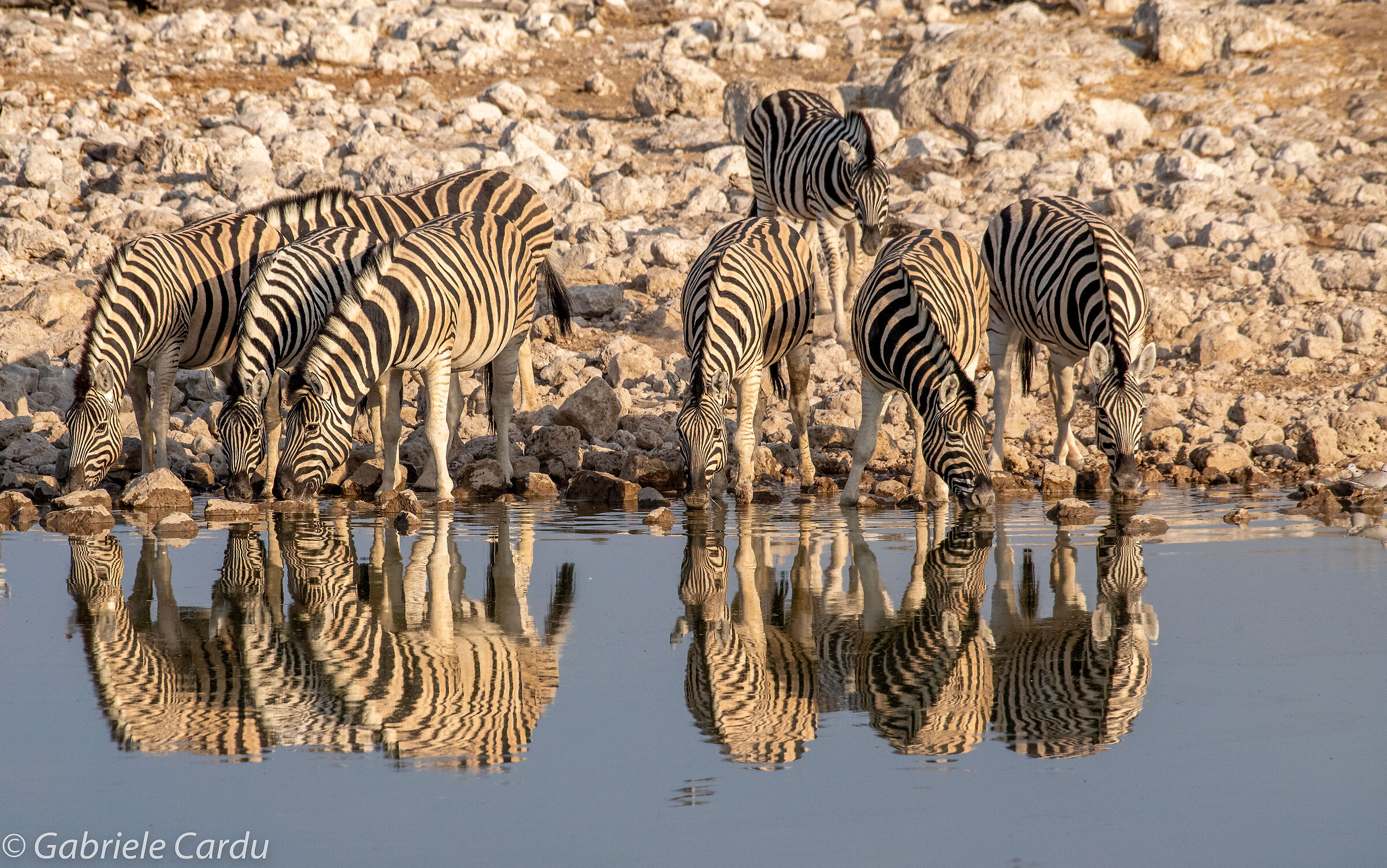 Zebras at a waterhole