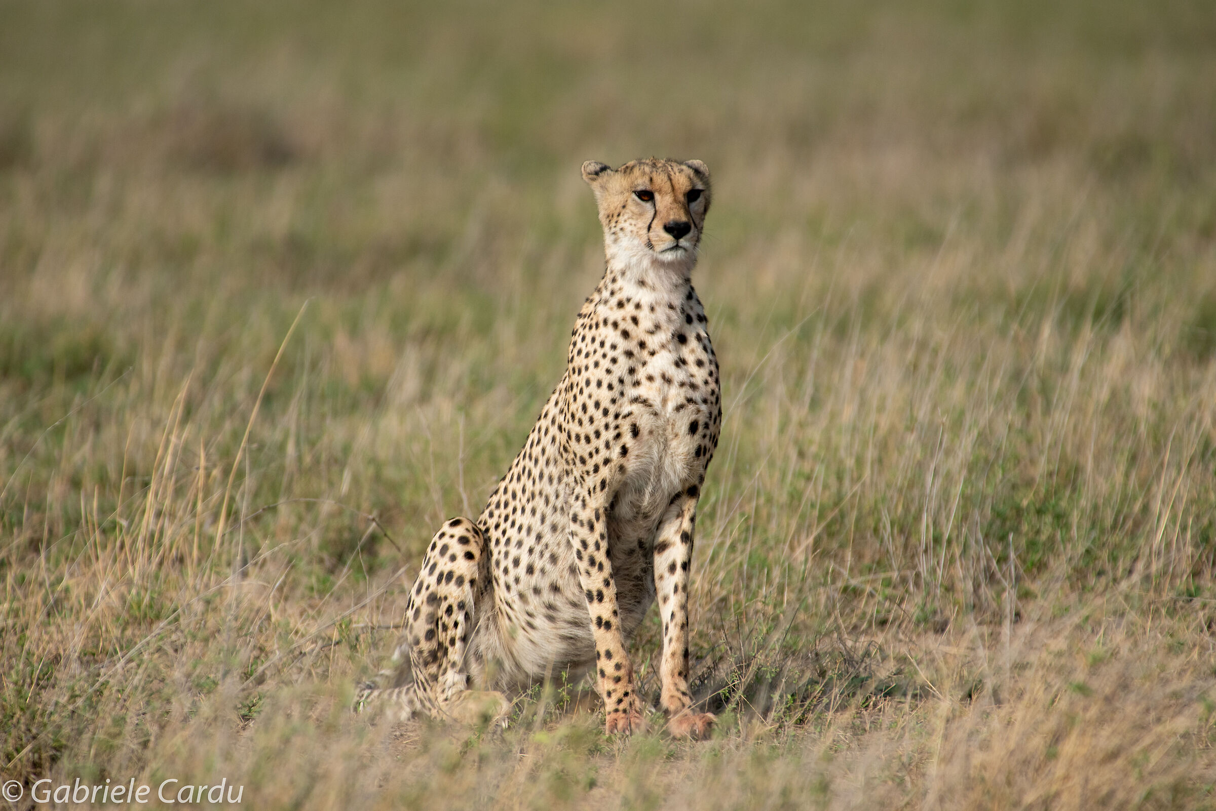 Cheetah