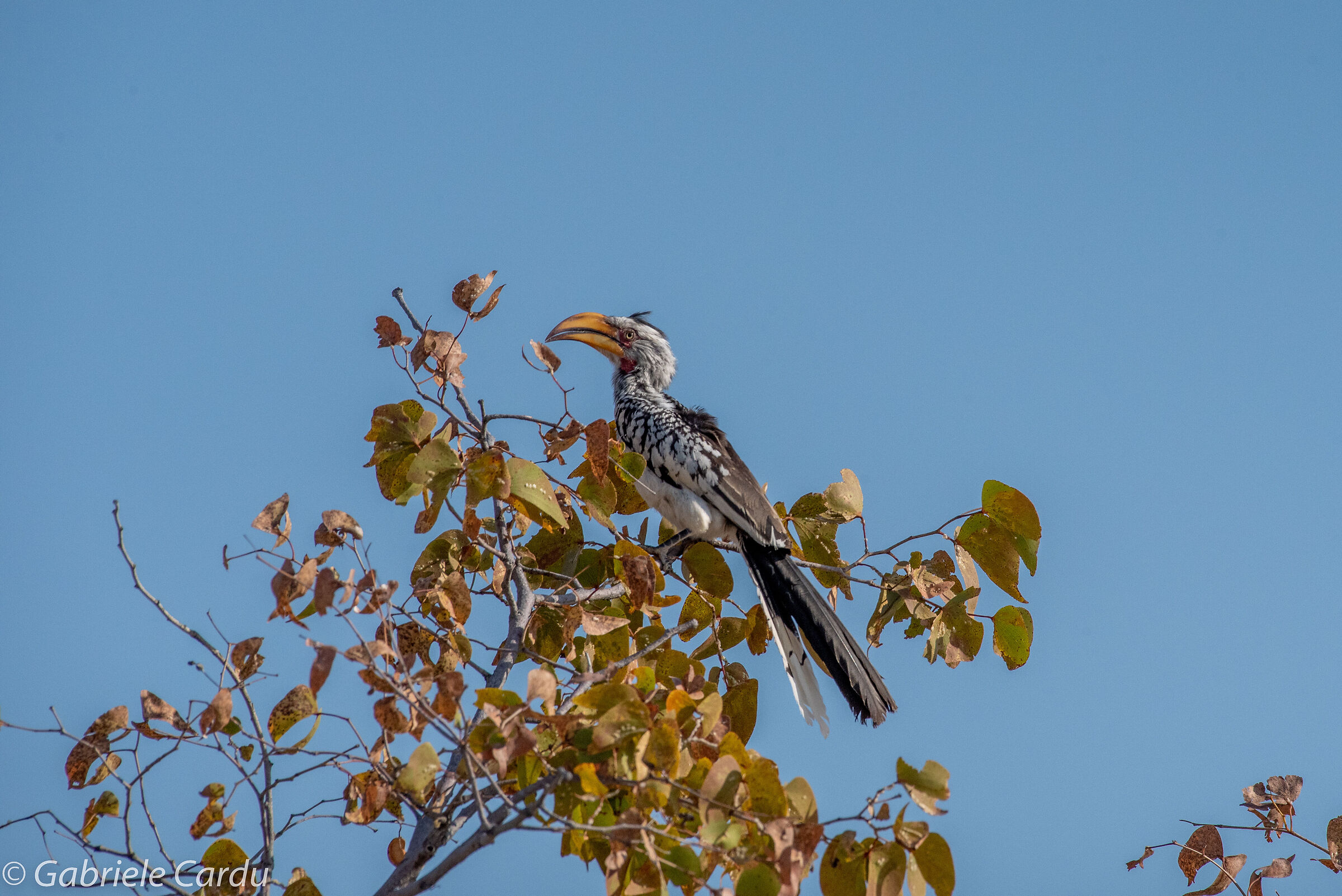 Yellow billed Hornbill