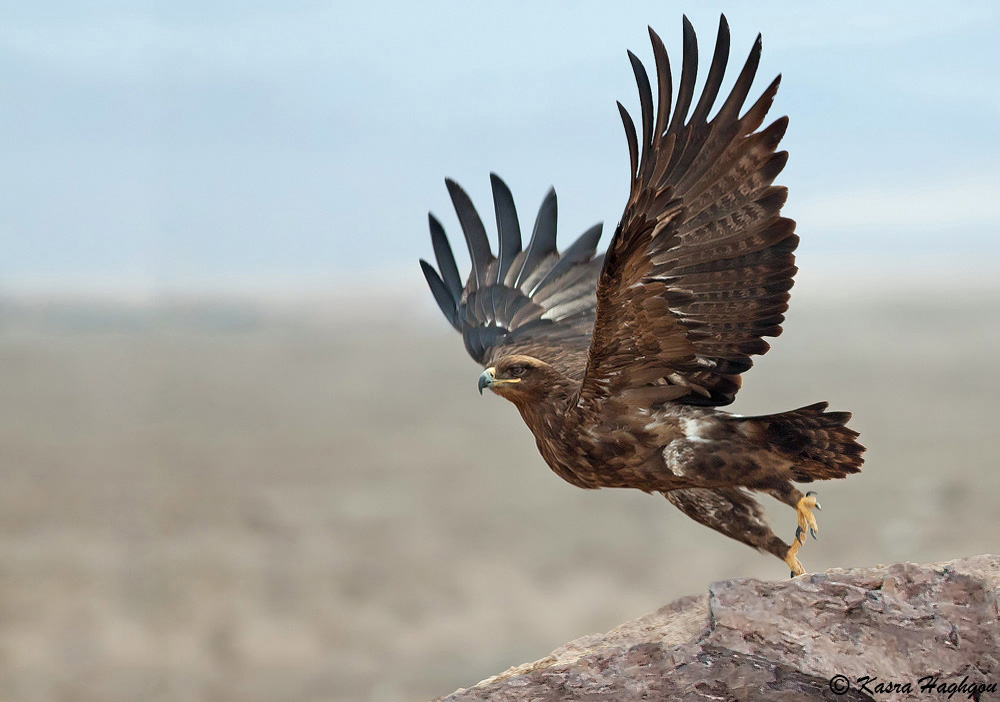 Steppe eagle