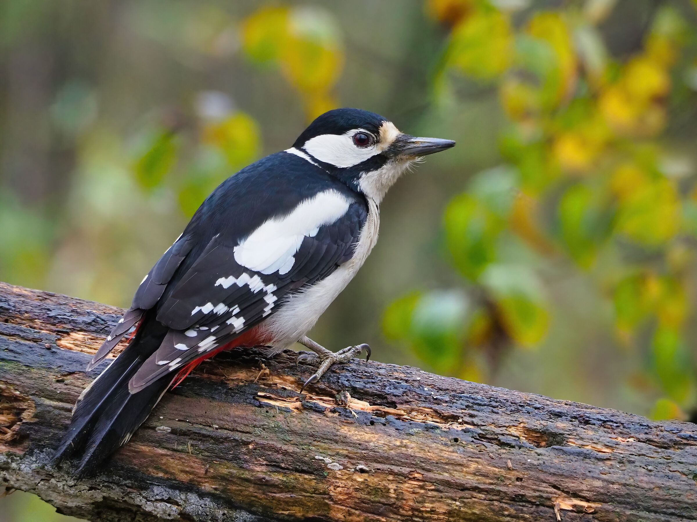 Greater spotted woodpecker (f)