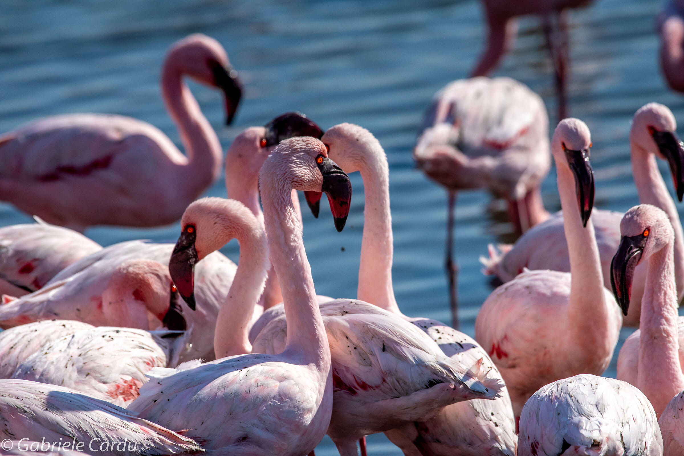 Flamingos