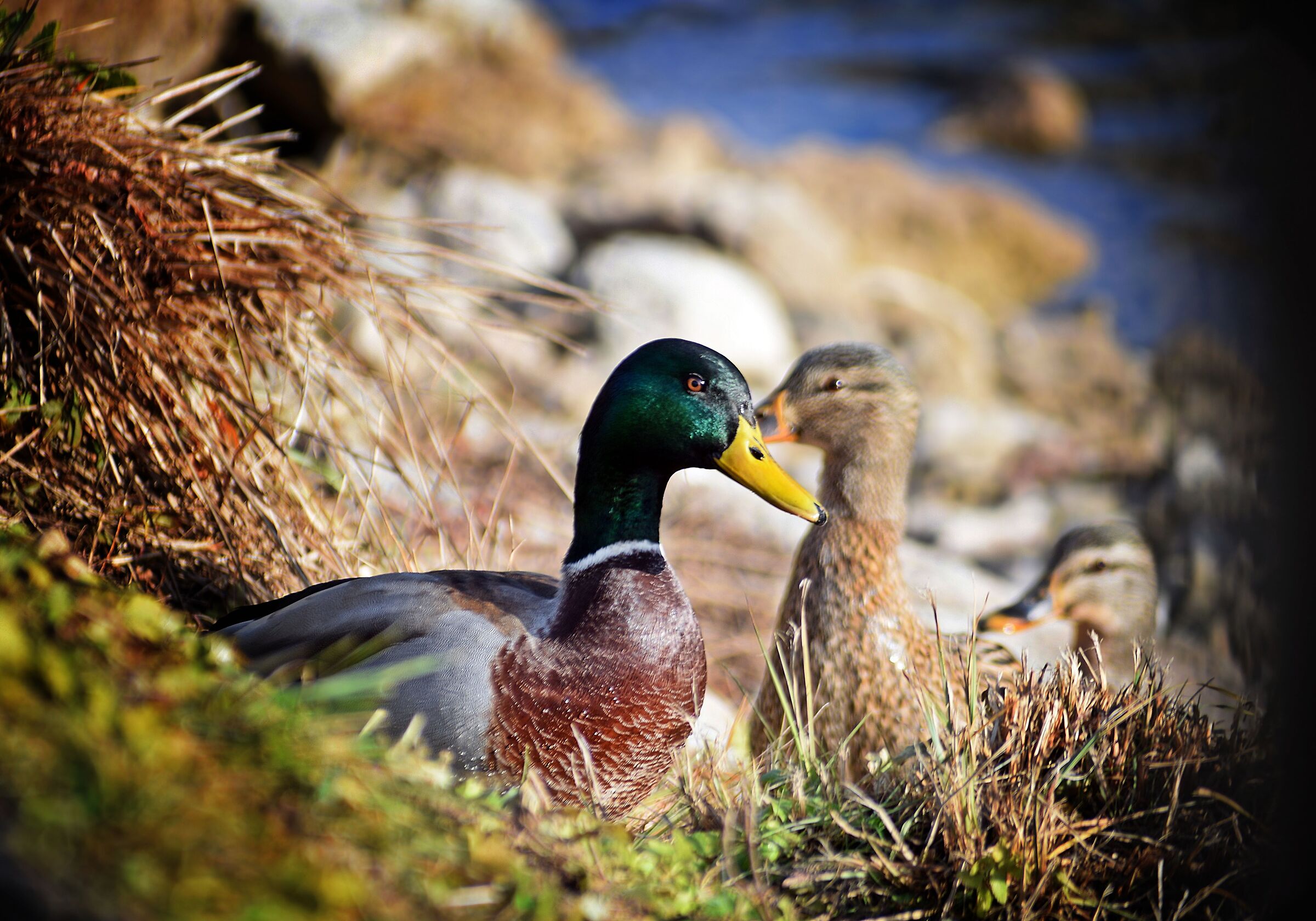 Duck