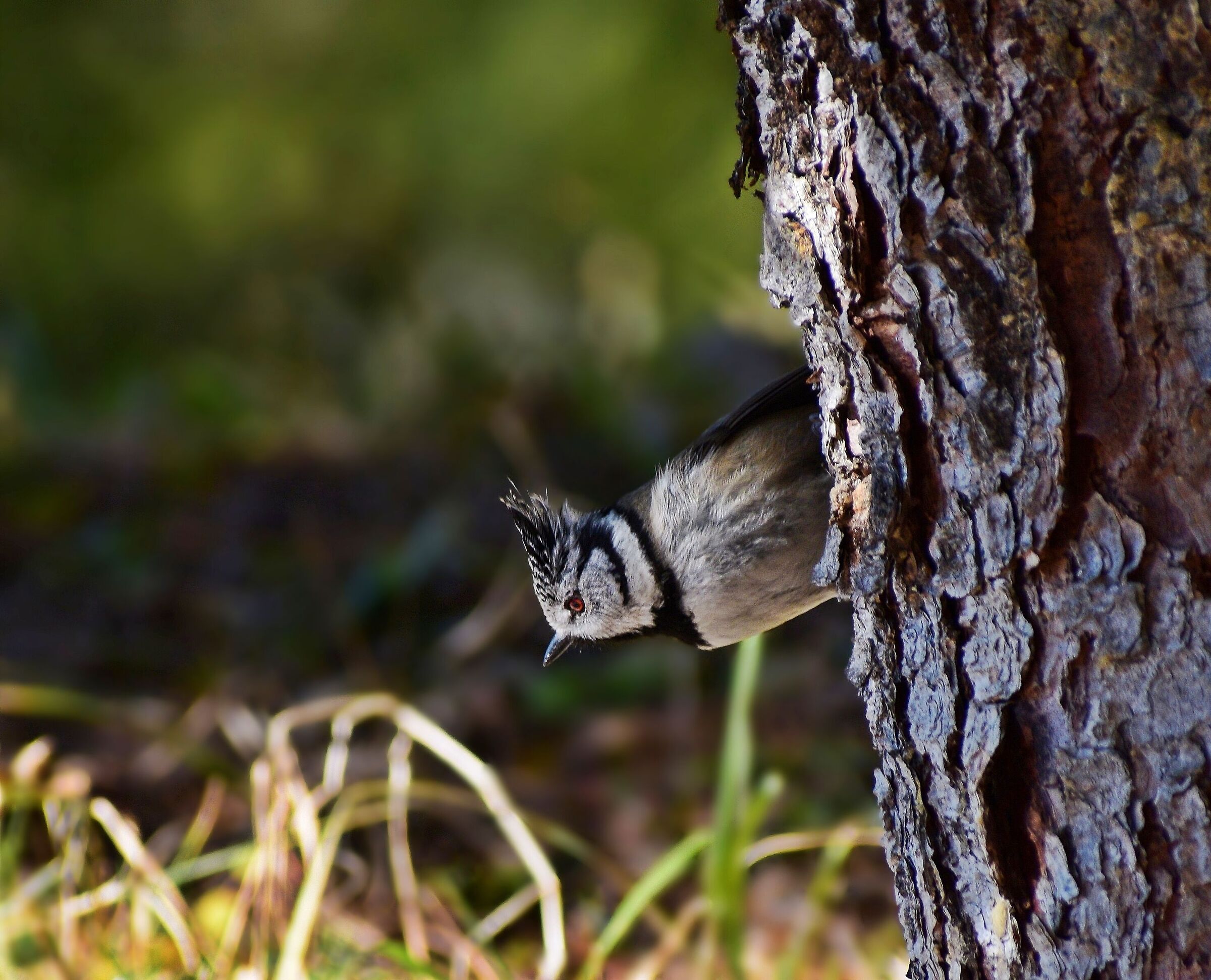 Peeping