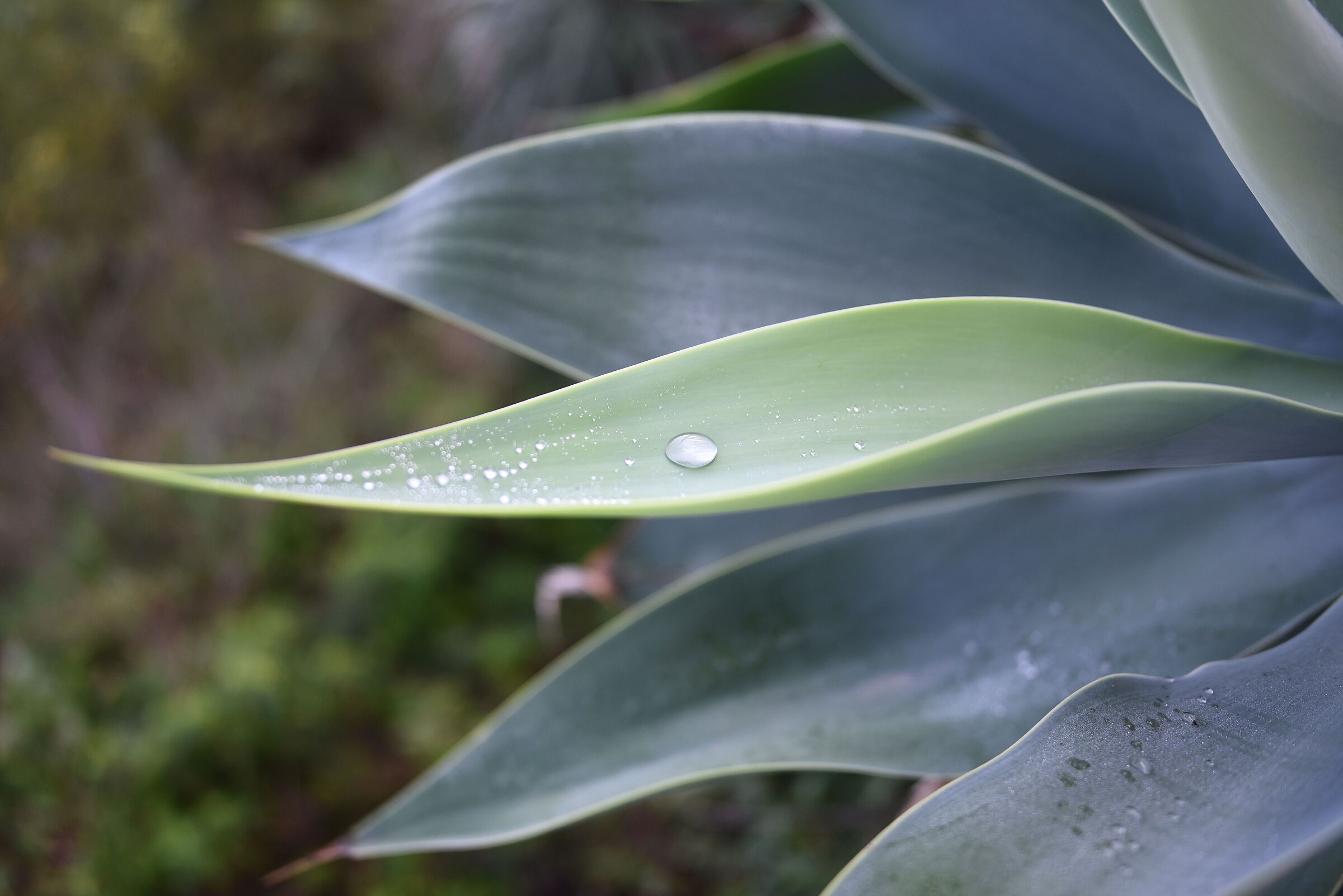 " F. 1.4 ", 1/ 4.0 0 0, ISO 500- Sigma 28, 1.4 Art