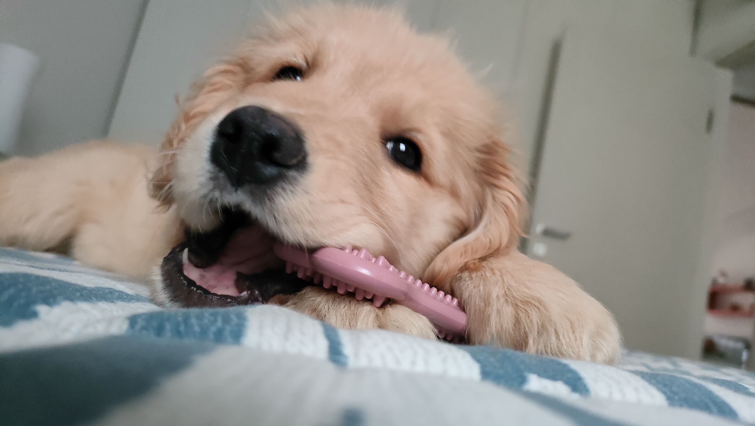 Raja and... The bone