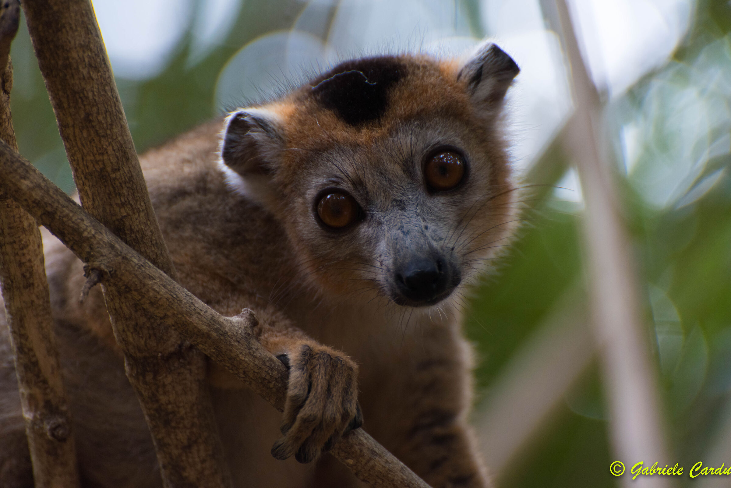 Lemur