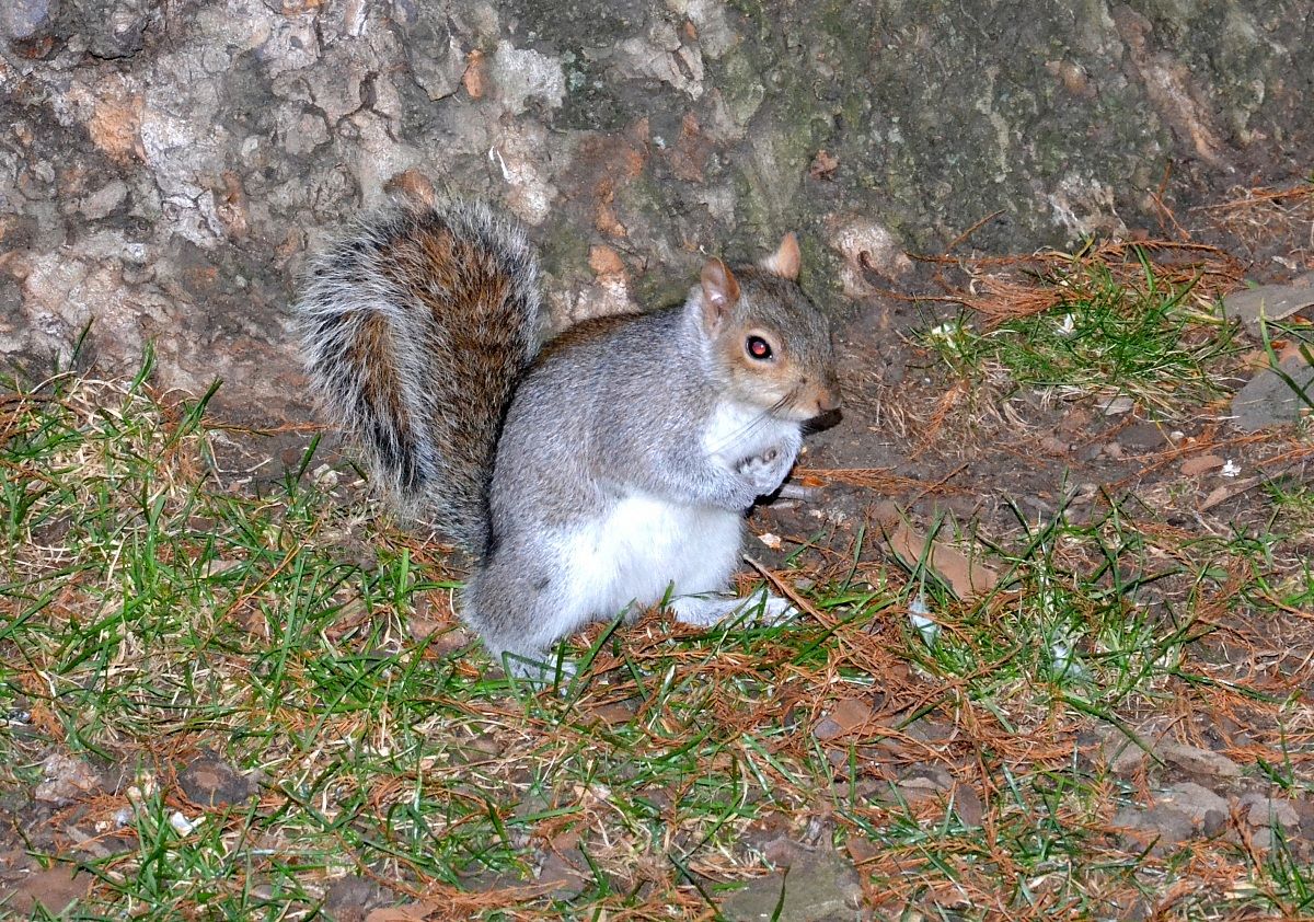 Squirrel in London