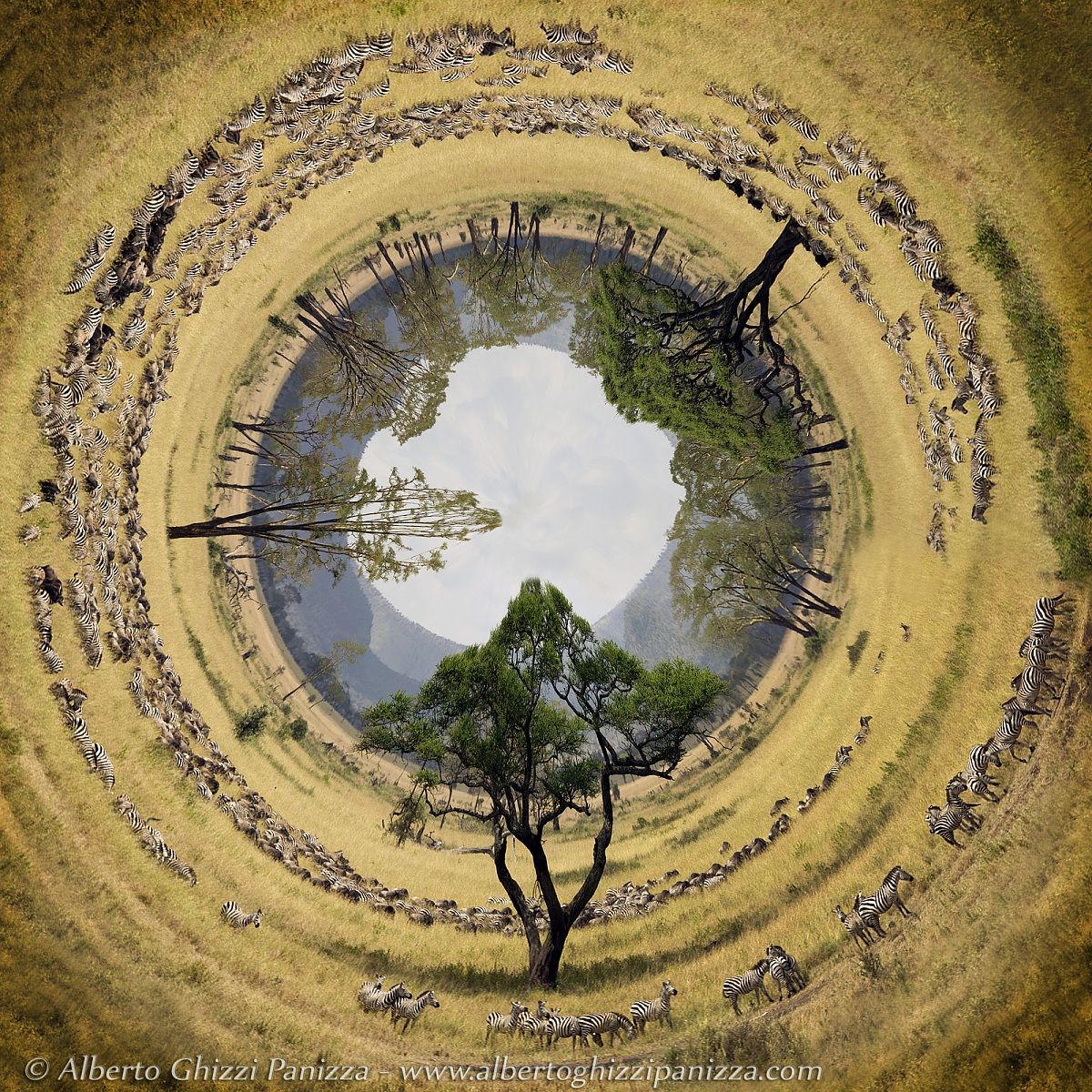 The tunnel of zebras