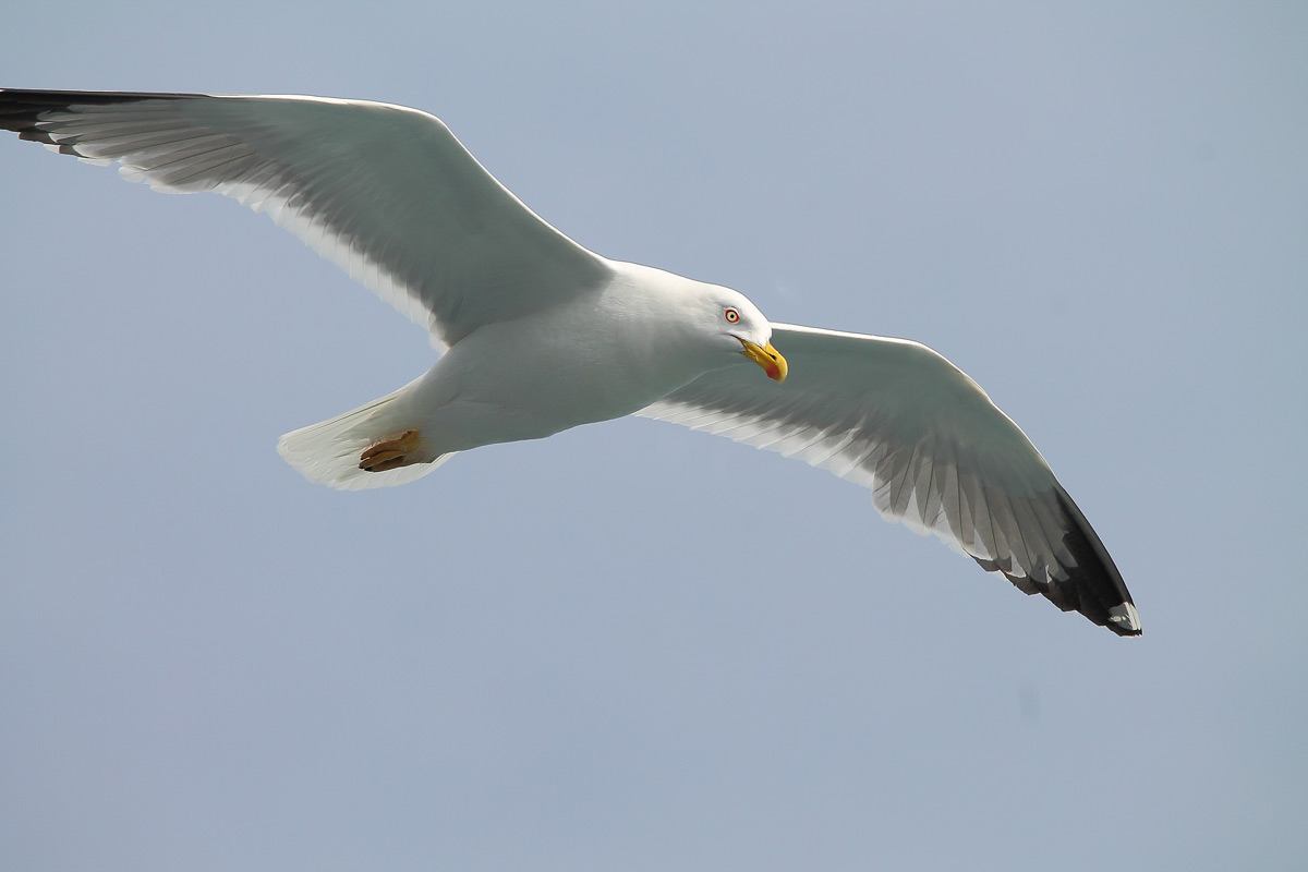 Seagull
