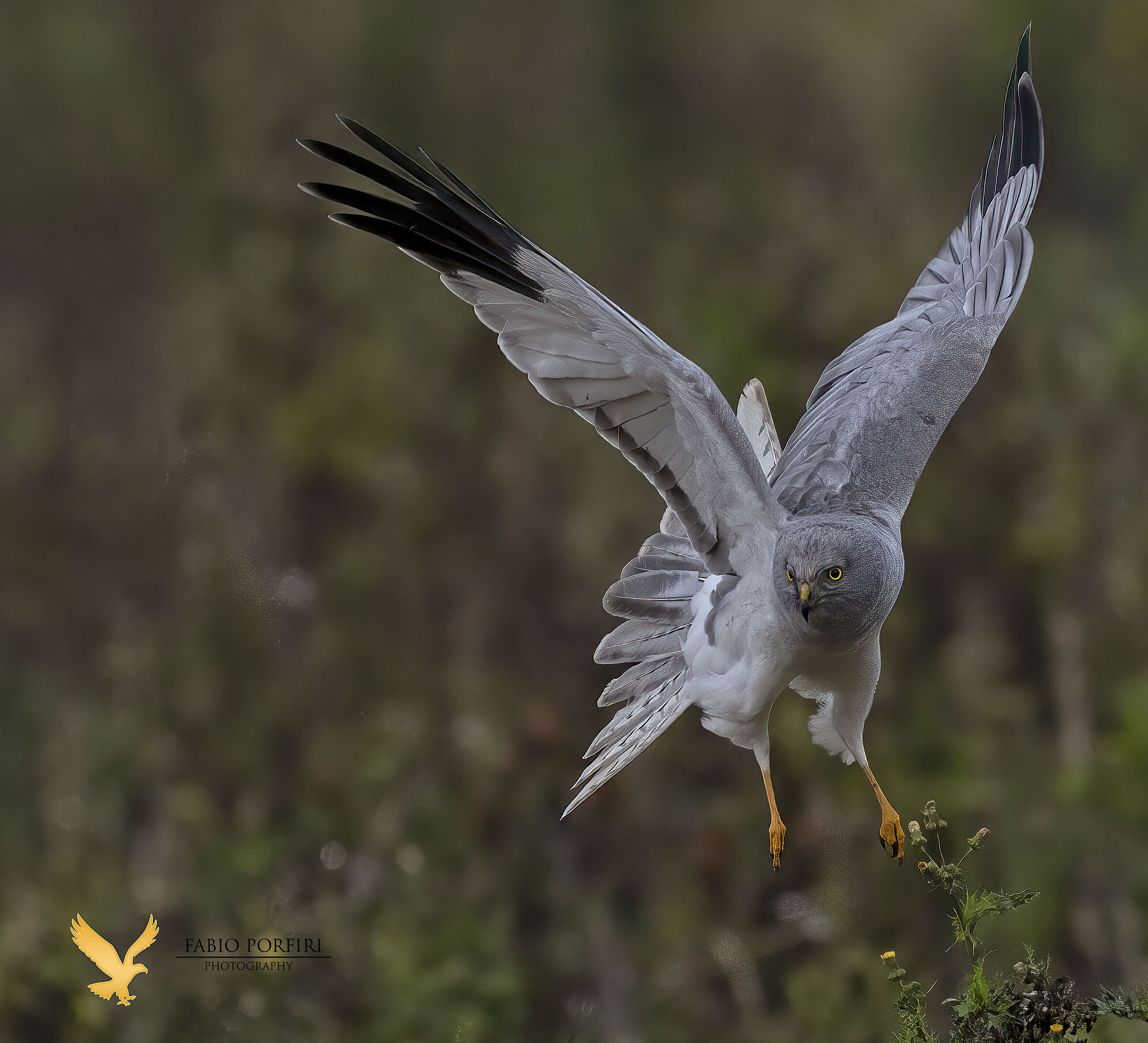 quando cala la luce ...