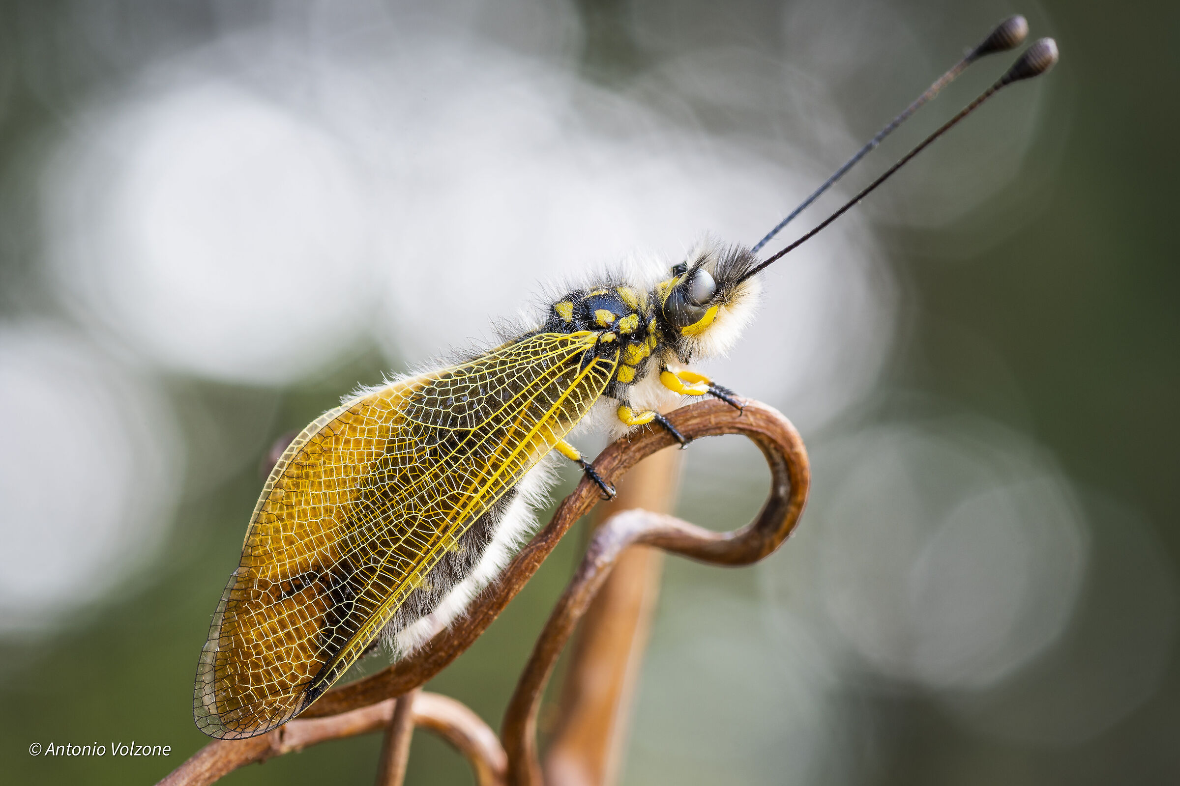 Libelloides