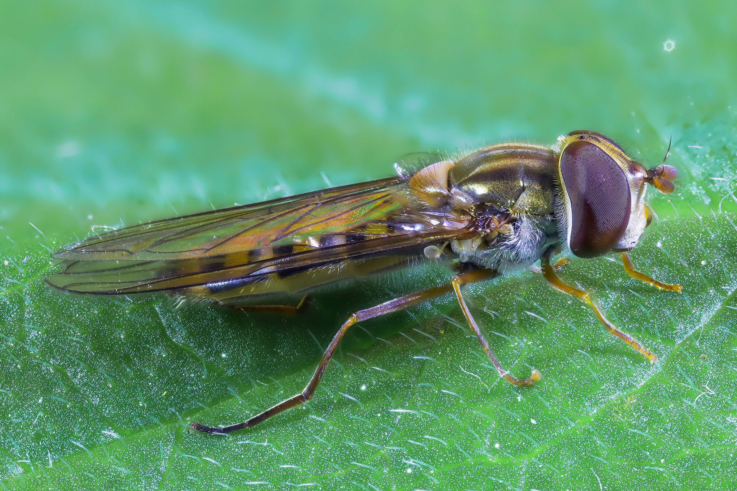 Episyrphus balteatus