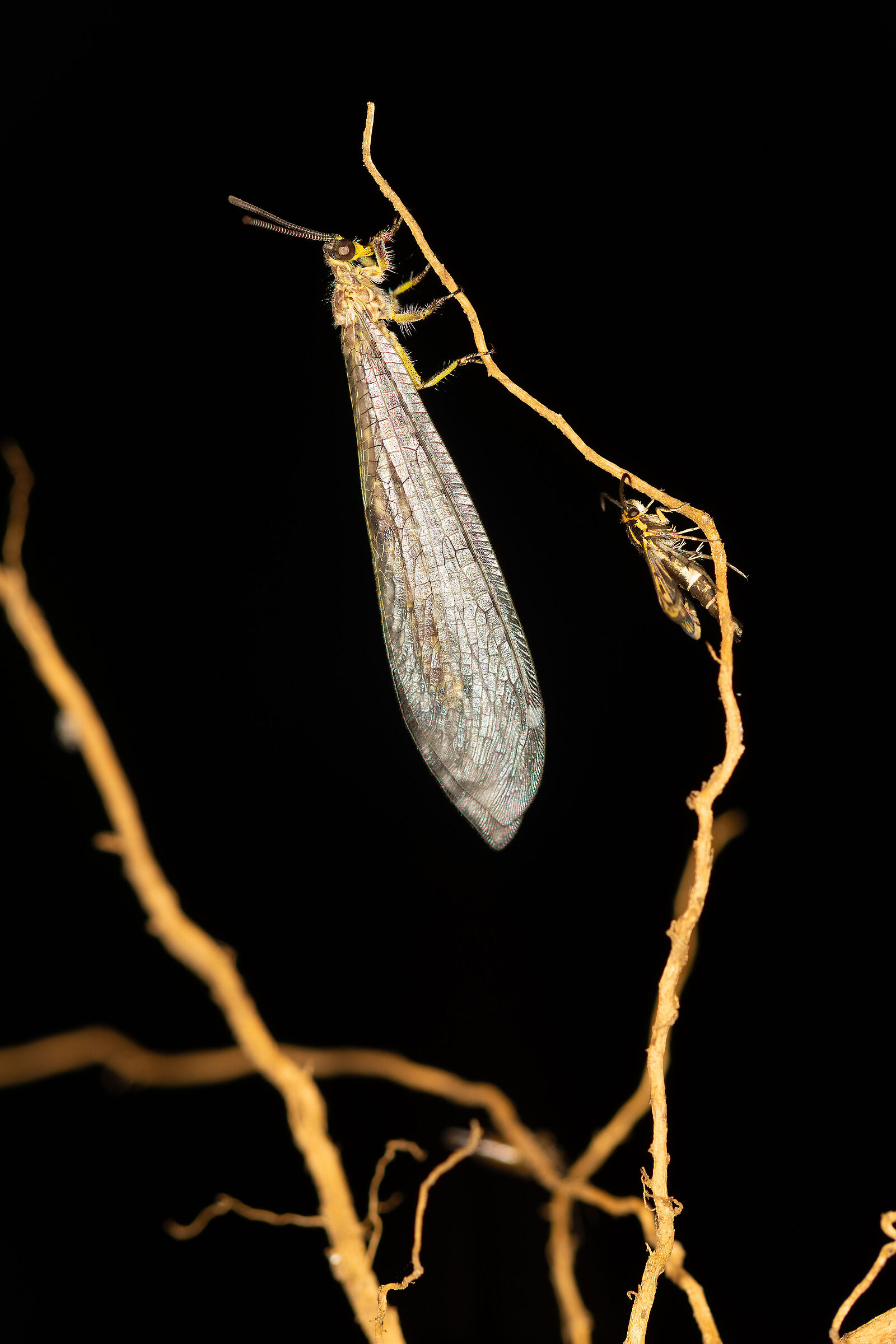 Distoleon tetragrammicus e Synanthedon tipuliformis