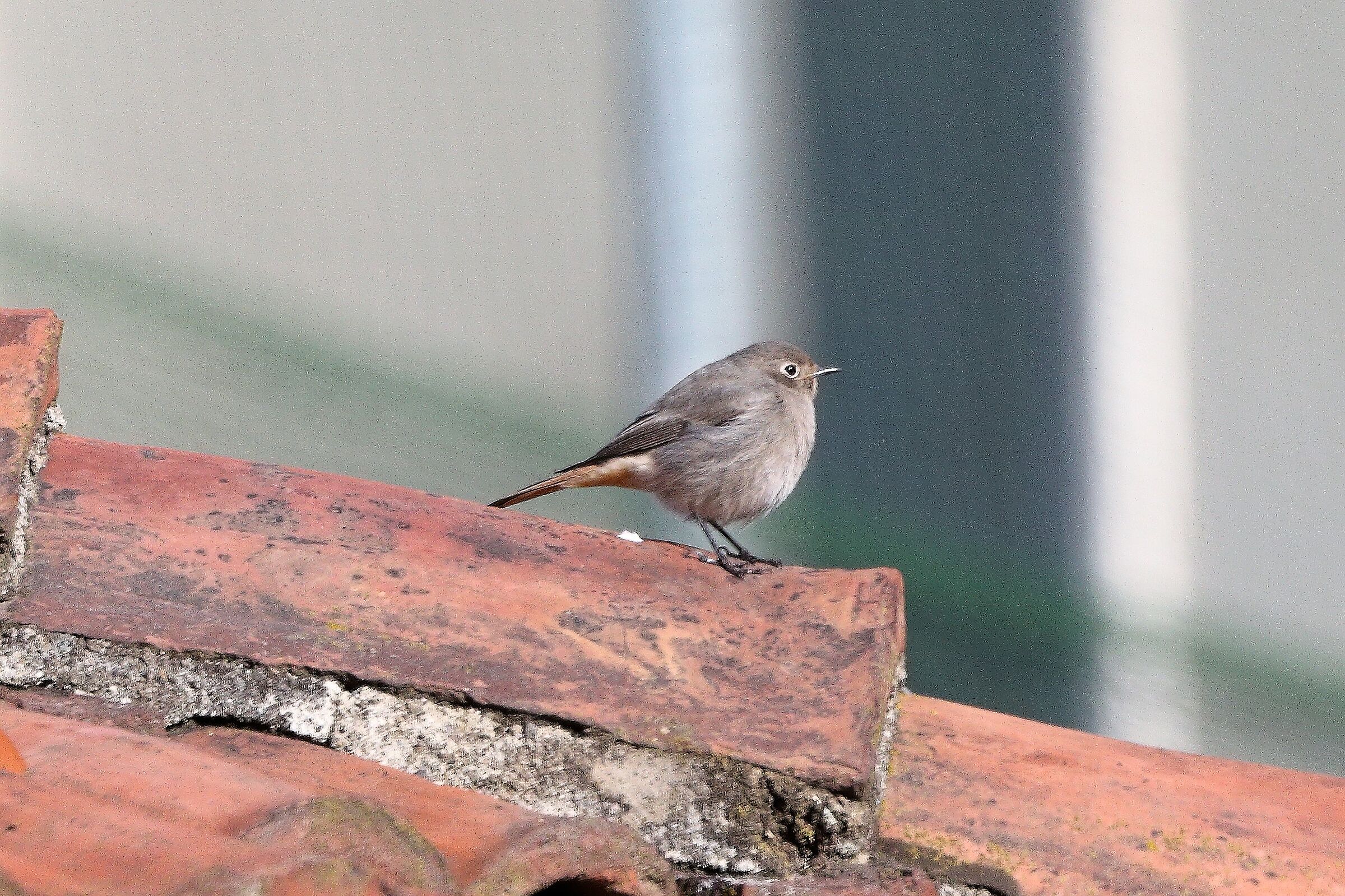 codirosso F 12 dicembre 2022