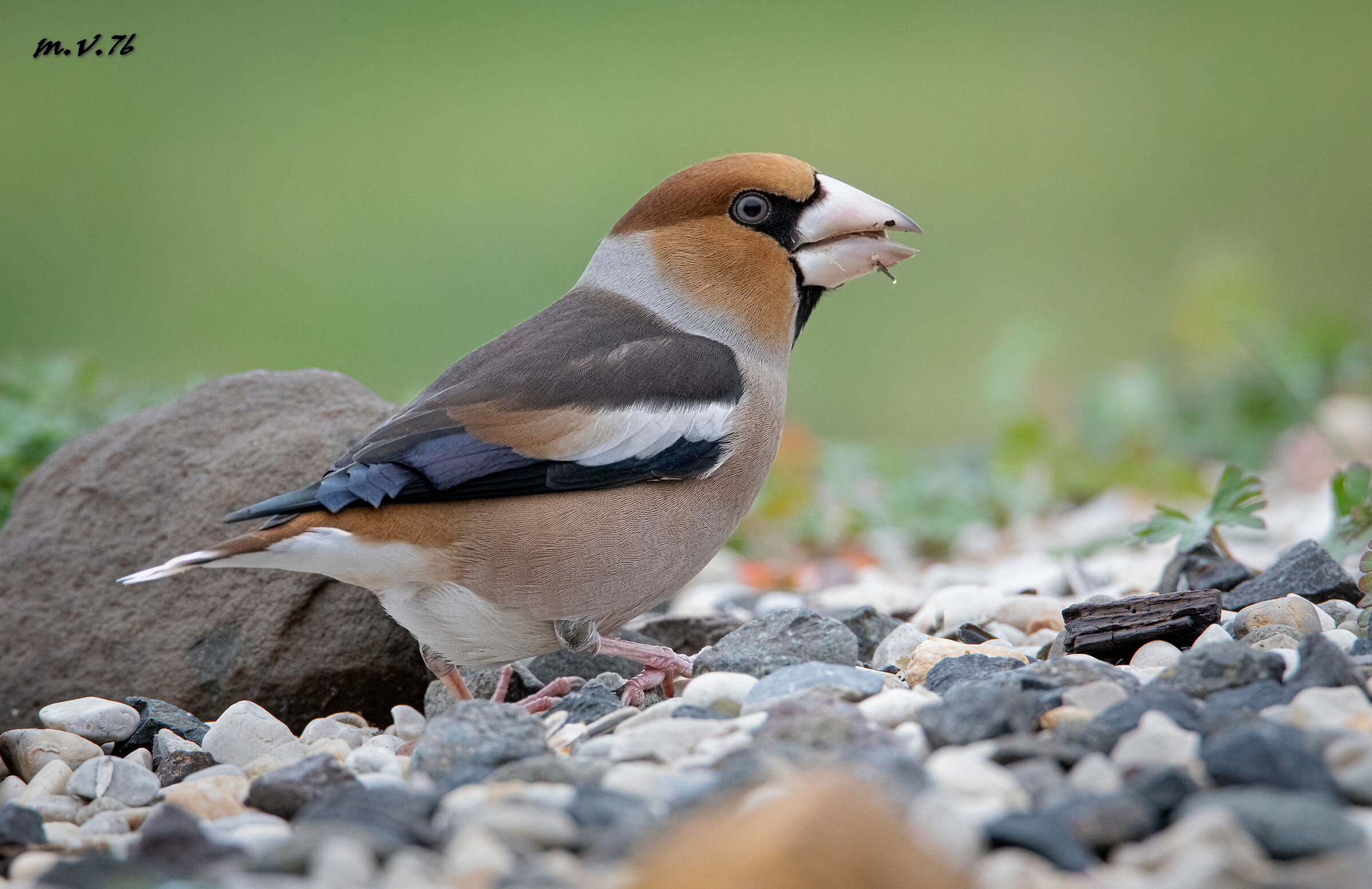 Hawfinch