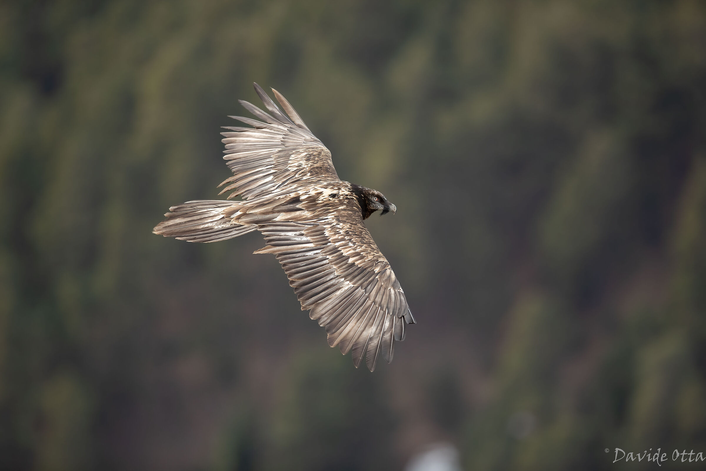 Immature bearded vulture