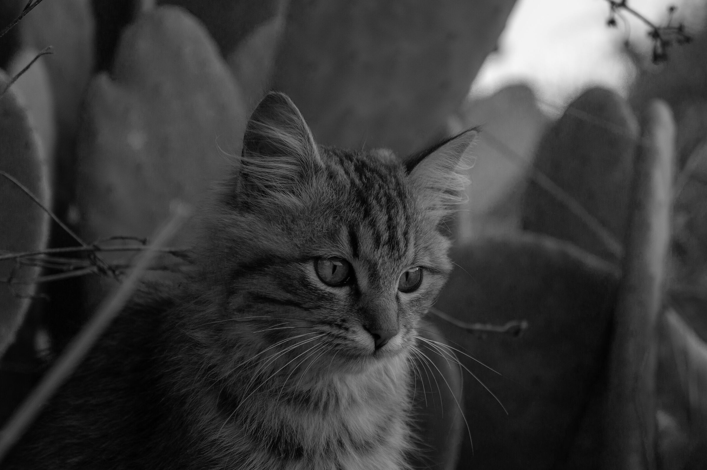 Matisse 4 monochrome