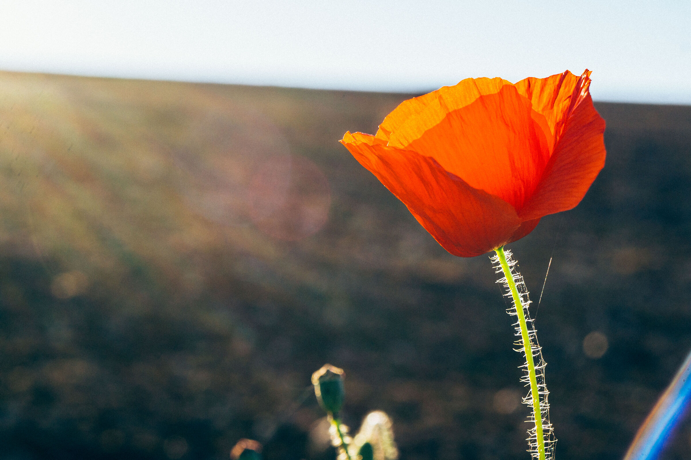 Papavero, pulo di Altamura