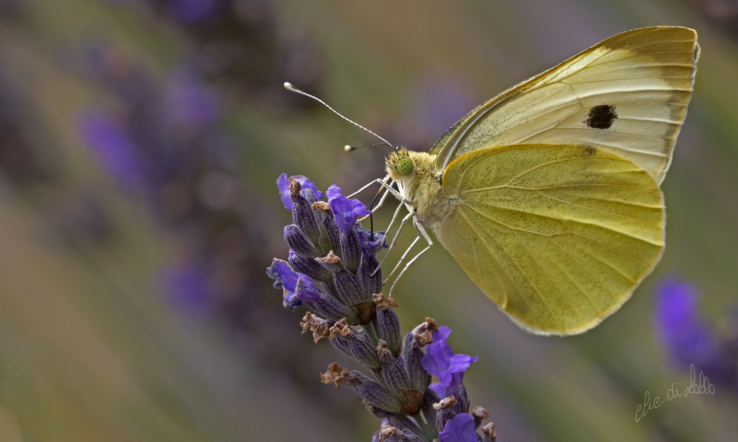 Cavolaia su lavanda. Premilcuore
