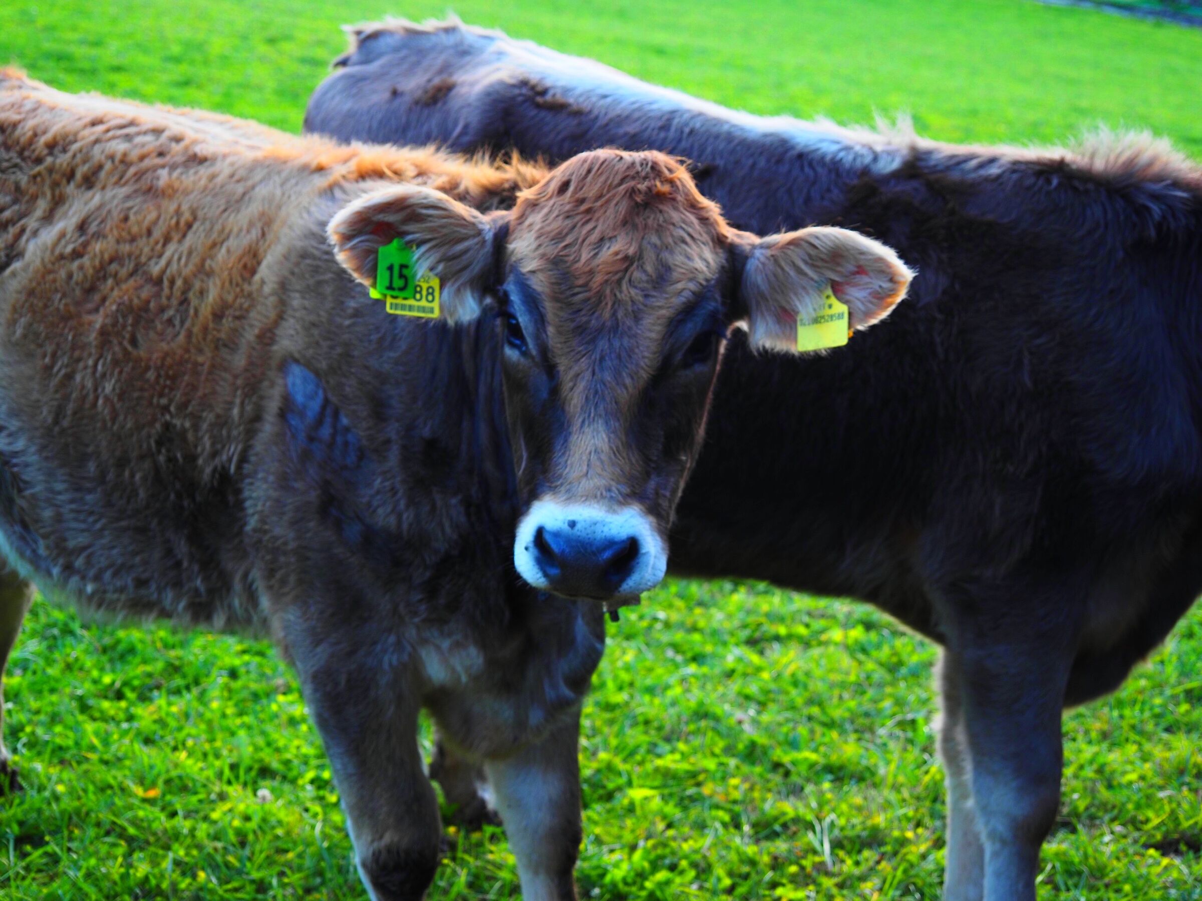 Curious calf