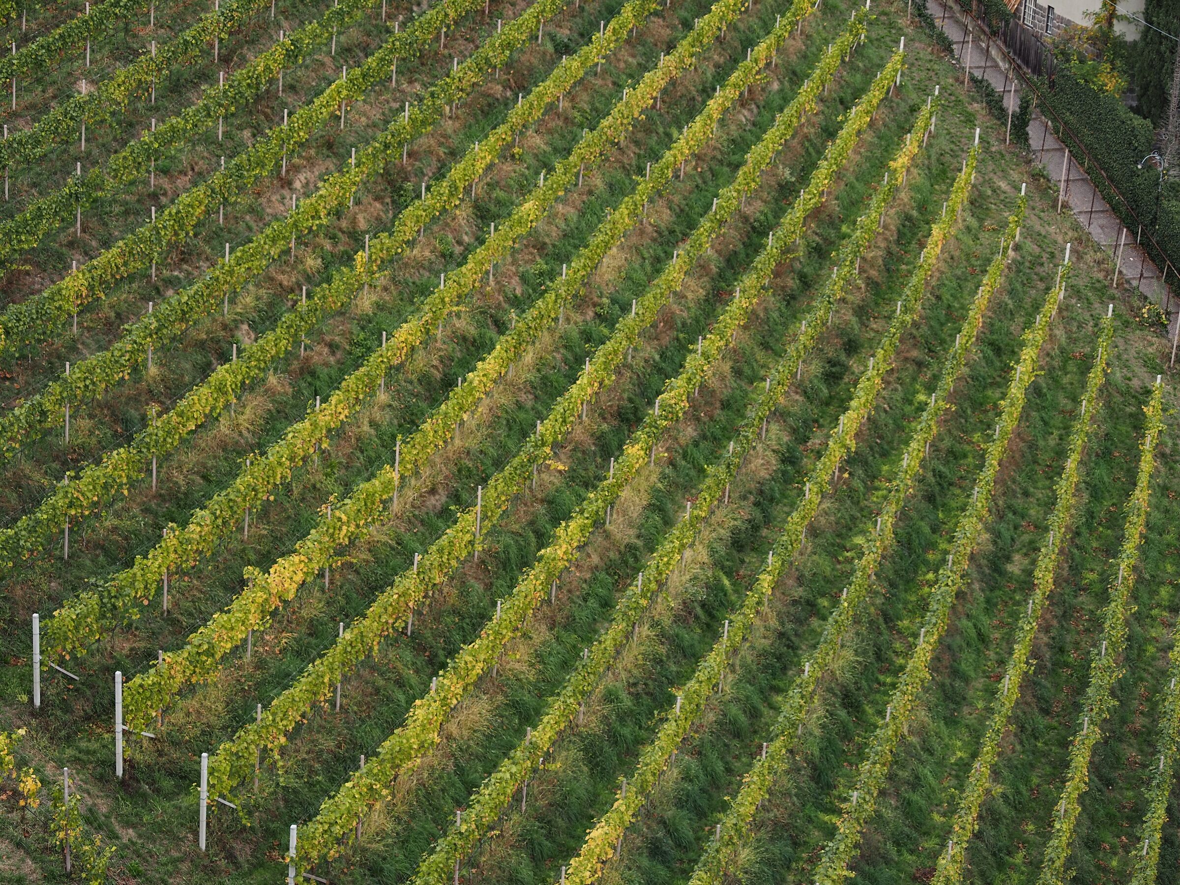 Vineyard in Merano