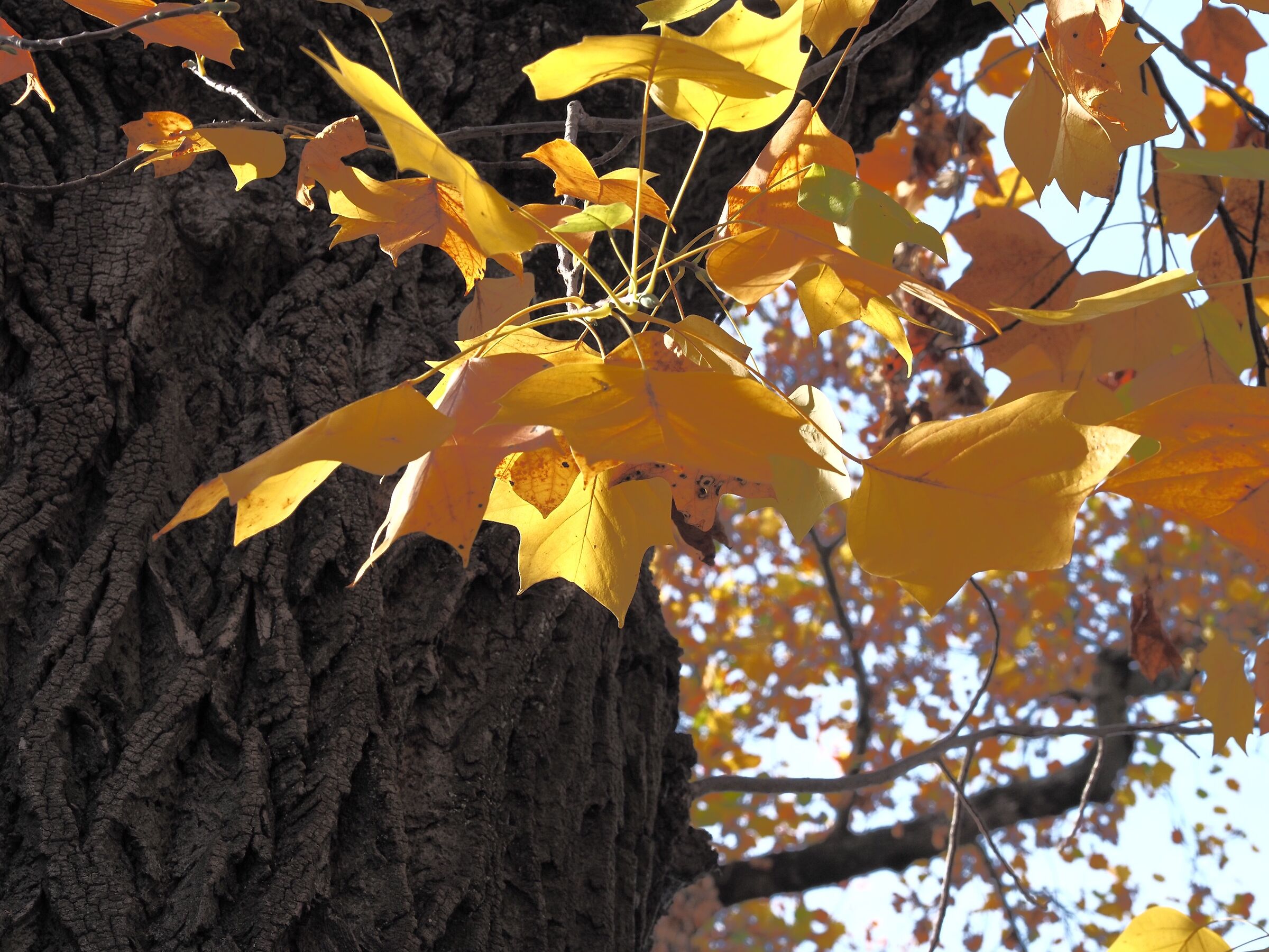 Leaves in Merano