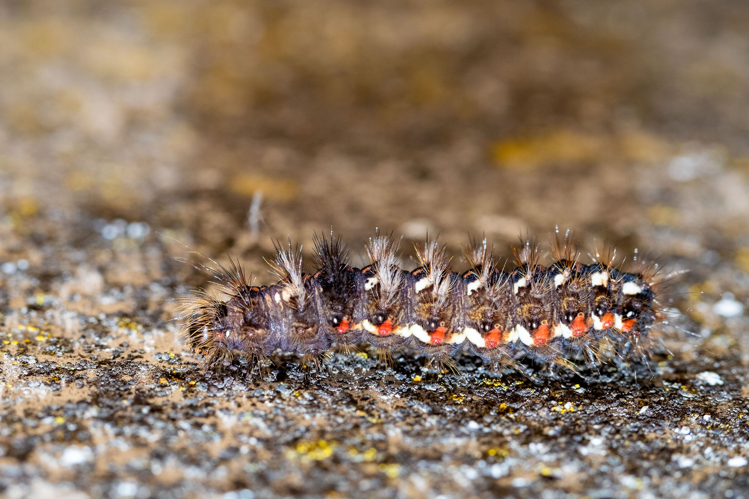 Moth caterpillar