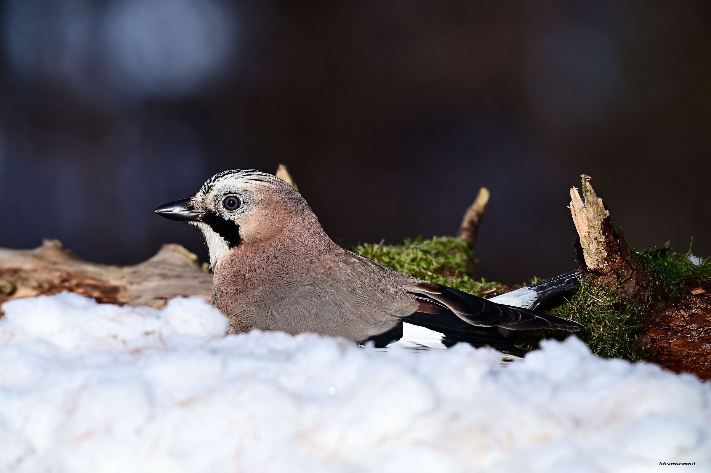 Ghiandaia sulla neve