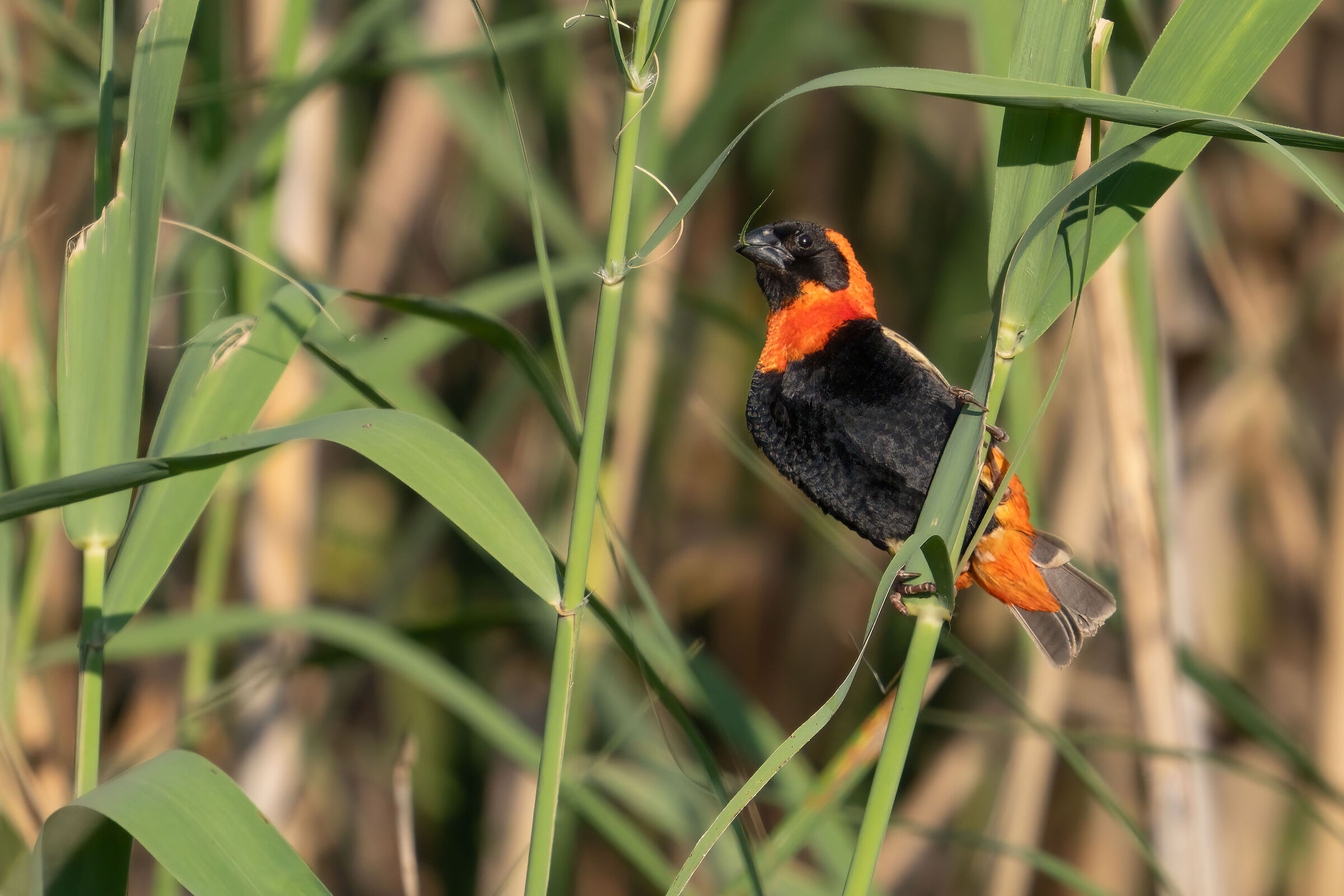 southern red bishop (Euplectes orix) con filo d'erba