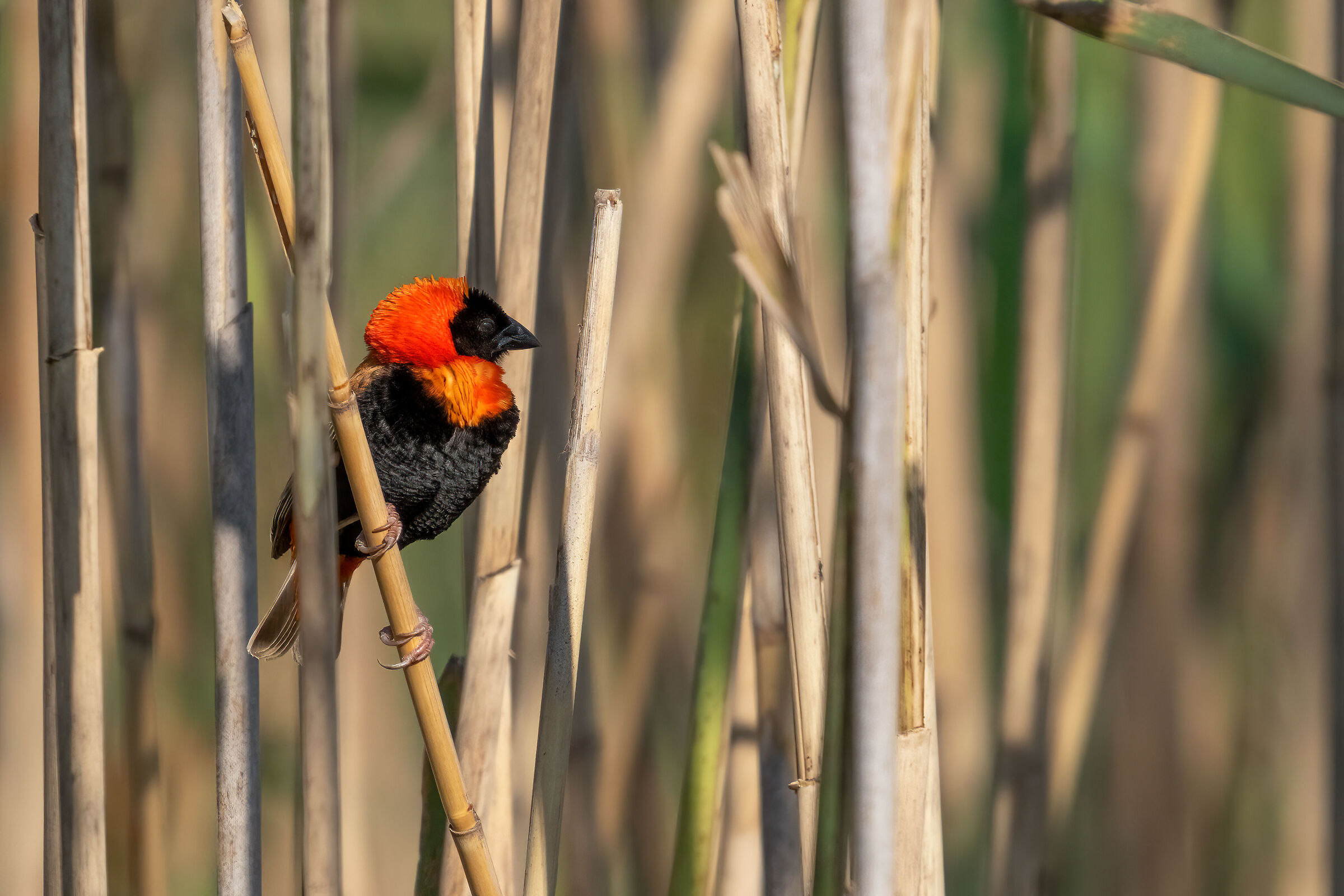 southern red bishop or red bishop (Euplectes orix)