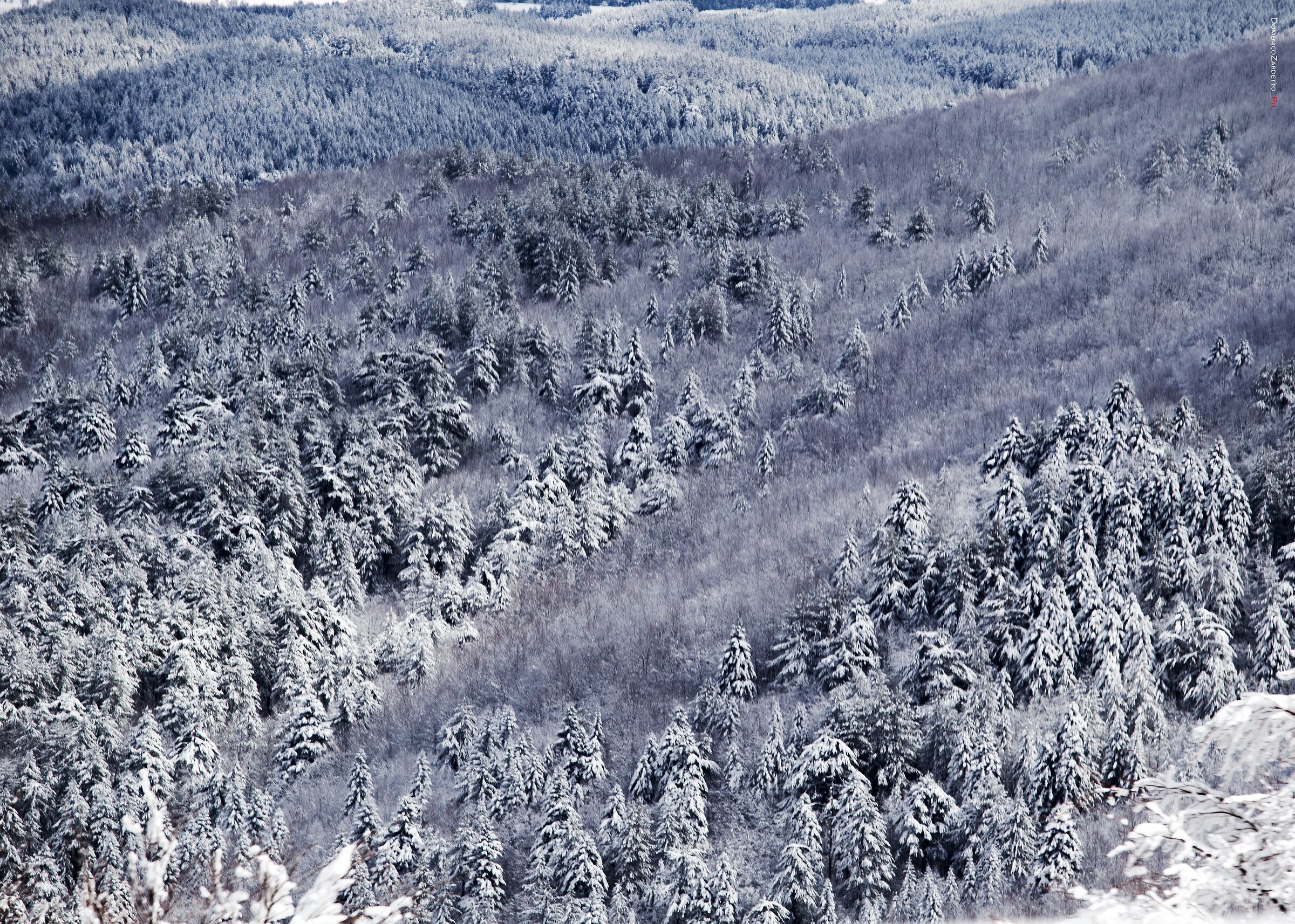 Cima di Botte Donato, Sila National Park