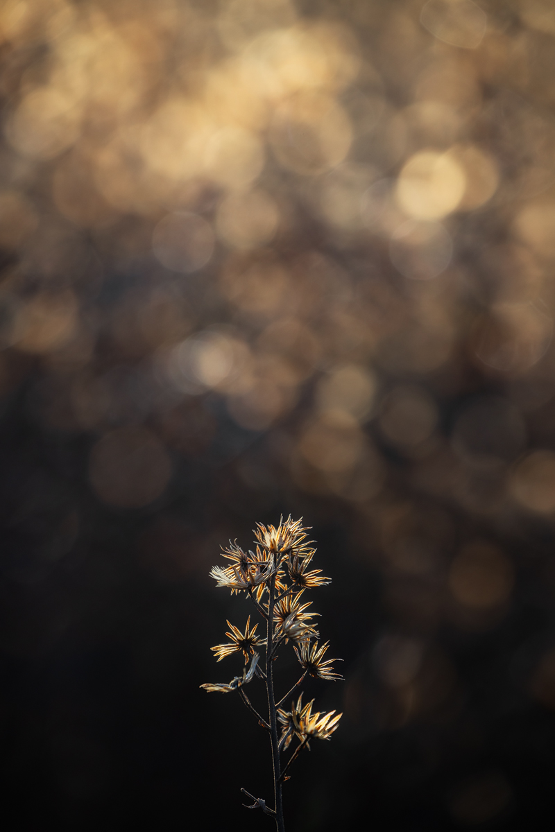 Little Christmas Tree