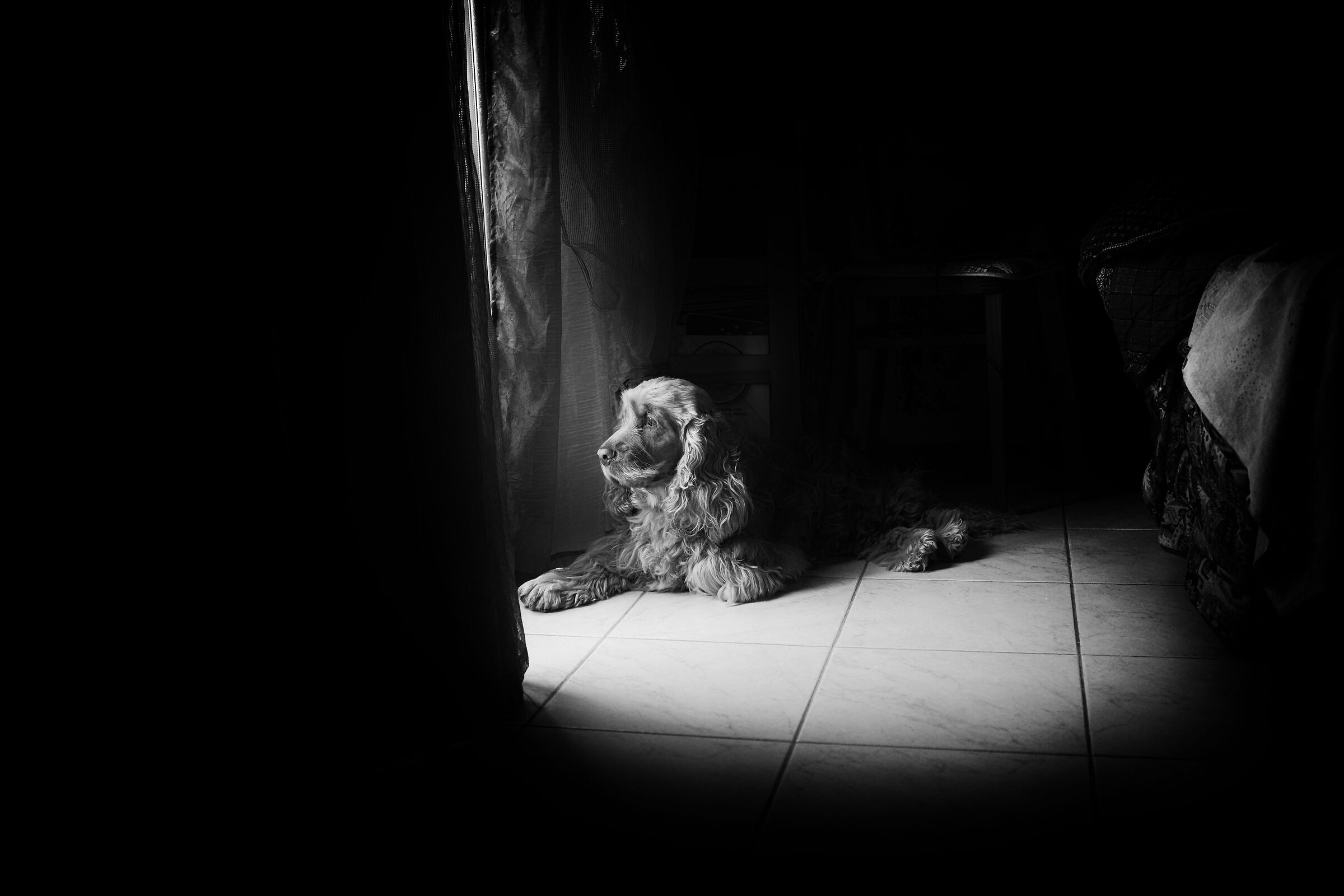 My papy has Covid and I do good guard....