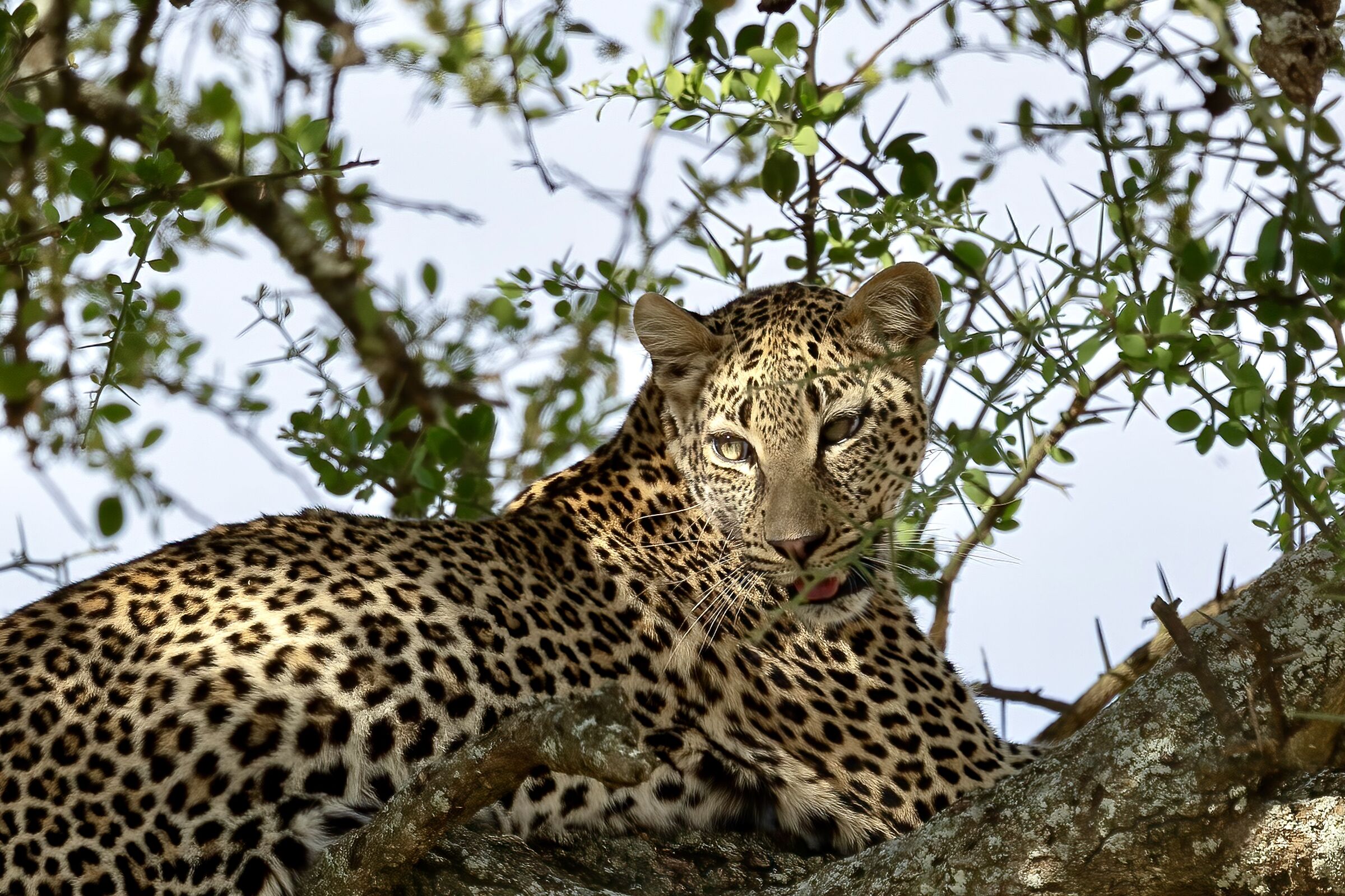 Pierced by a ray of sunlight