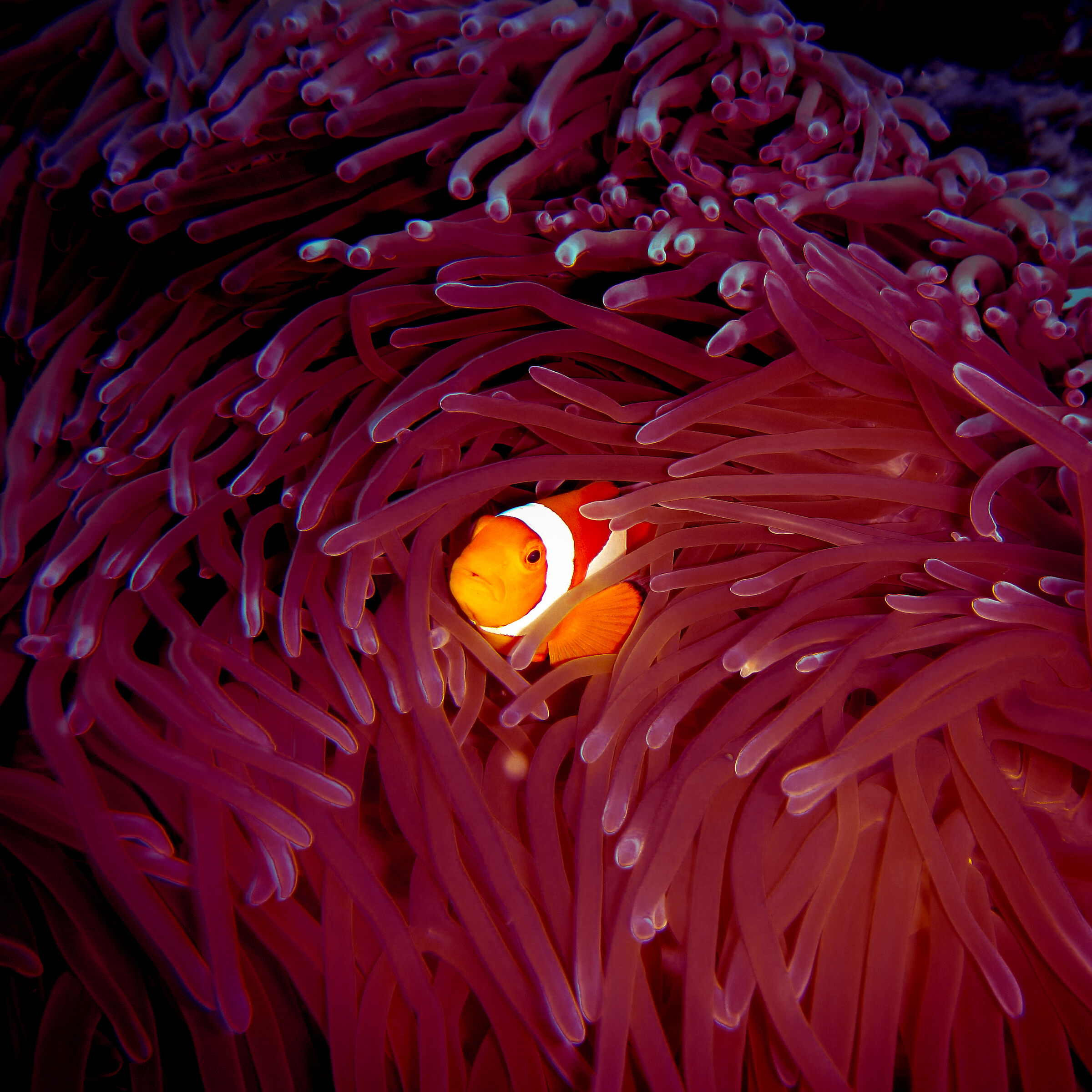 Finally find Nemo