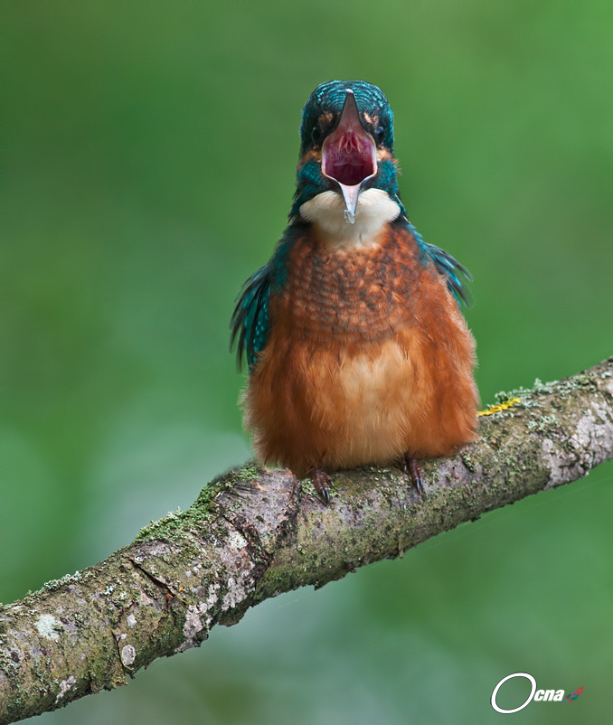 martin....visita otorinolaringolatrica