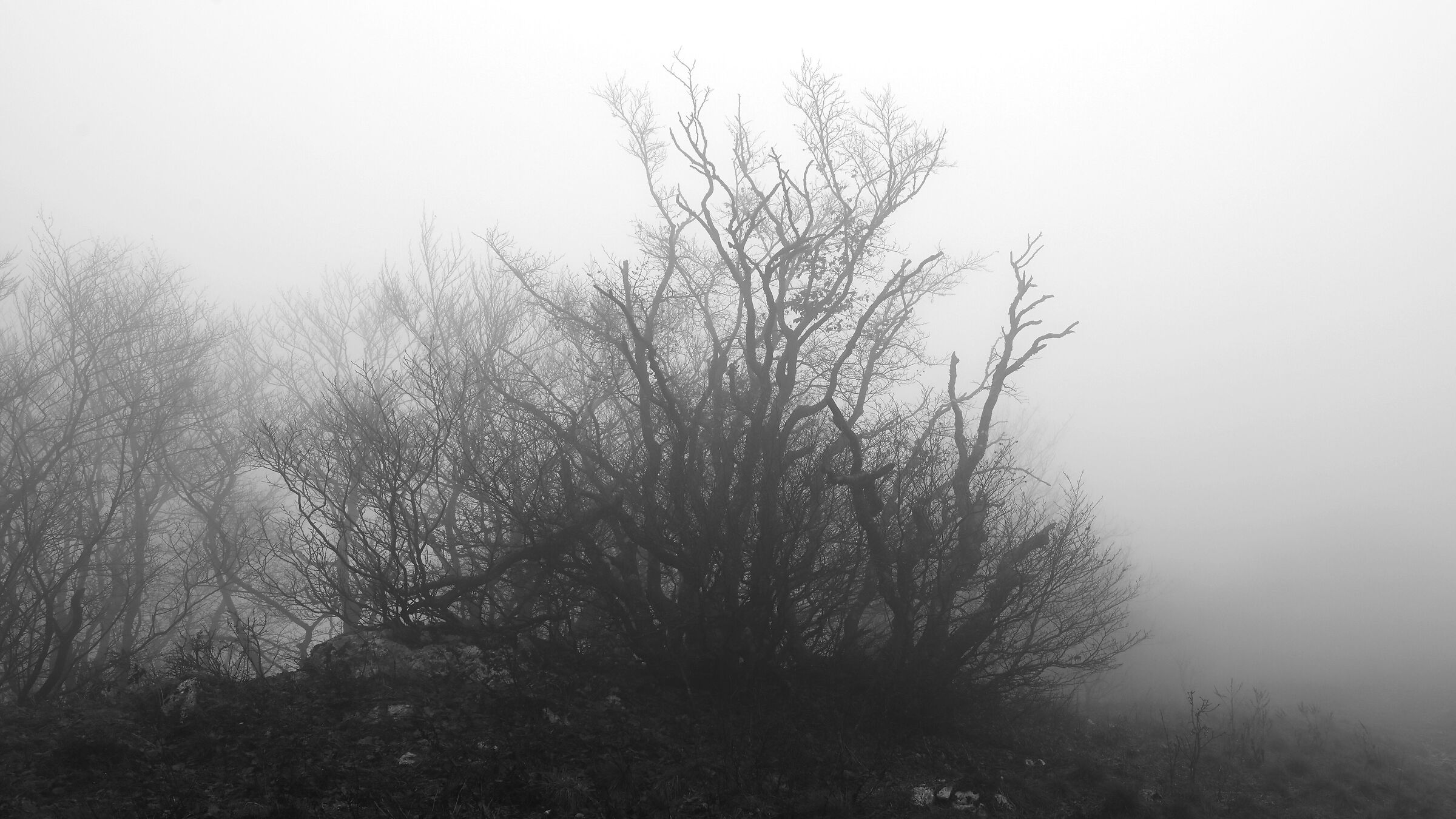 nebbia e alberi m.te Auremiano Slovenija