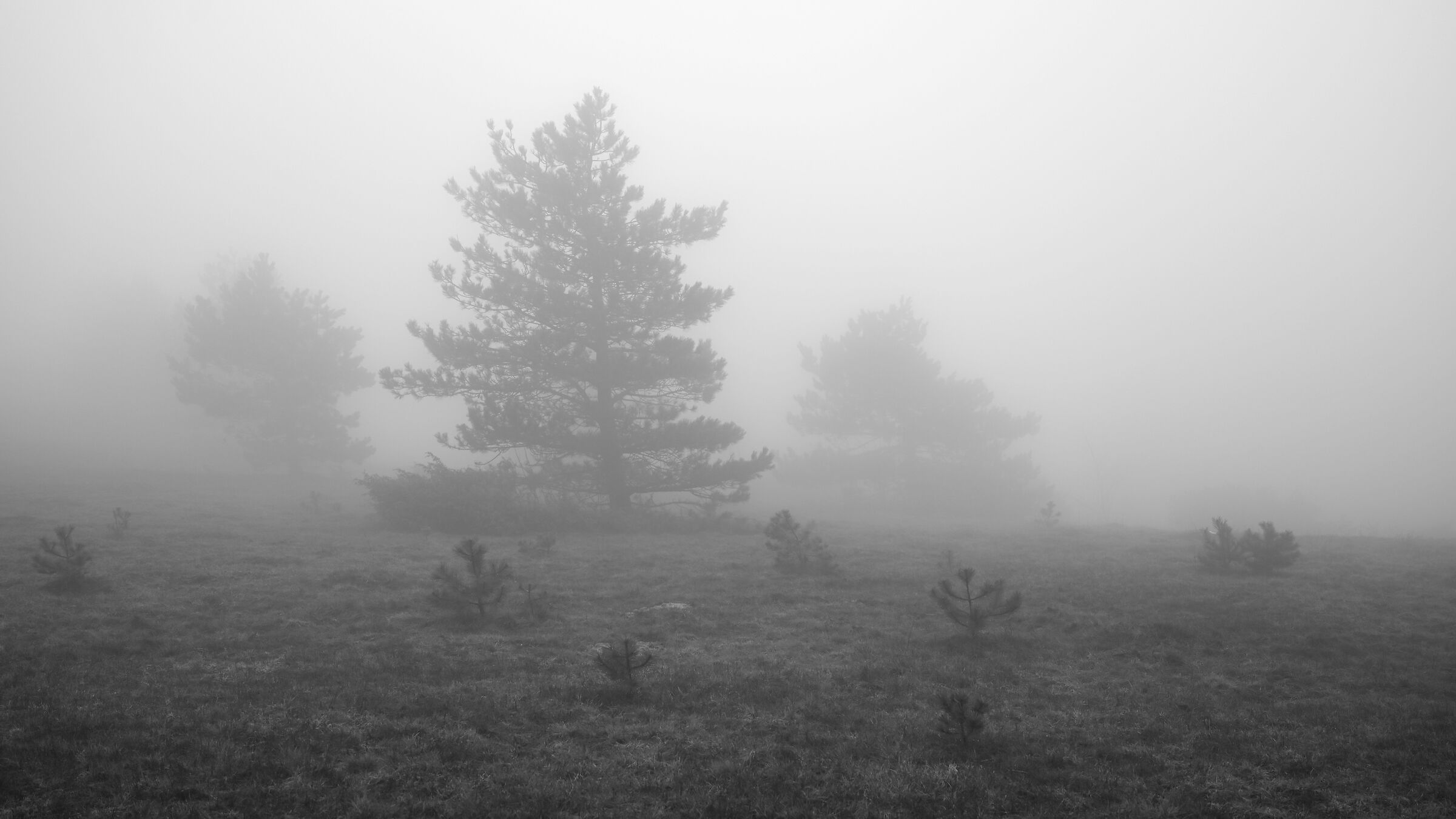 nebbia e alberi m.te Auremiano Slovenija