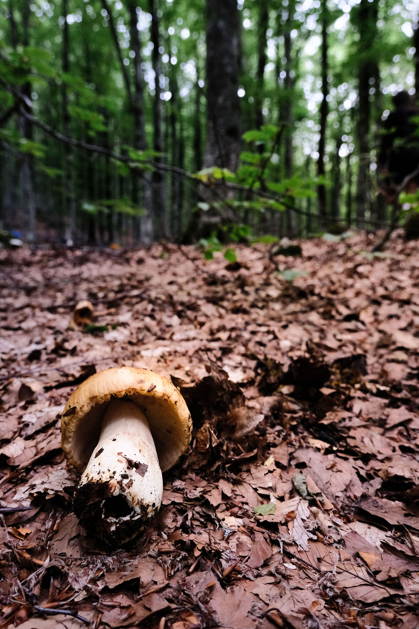 Sottobosco