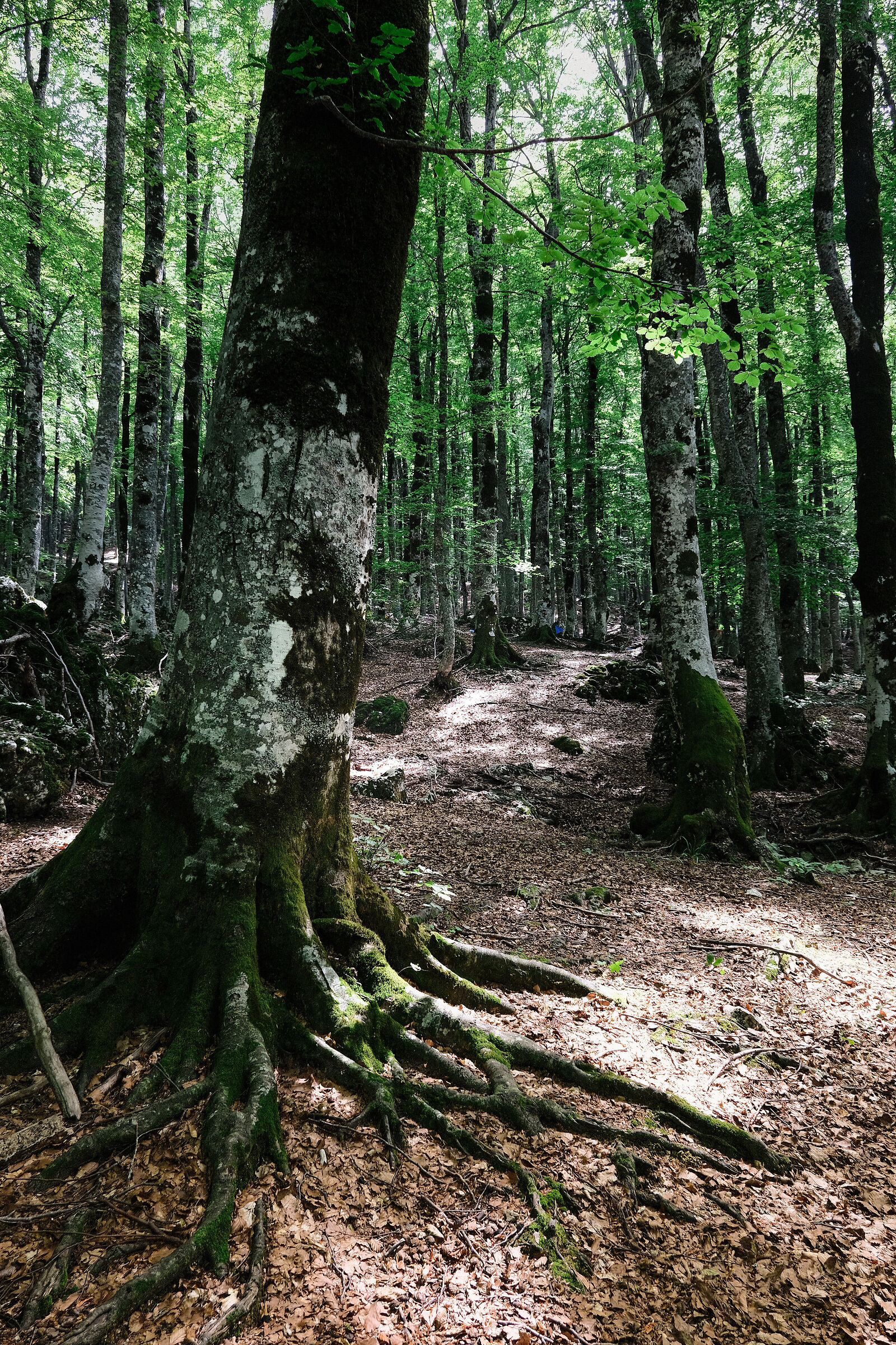 Sottobosco