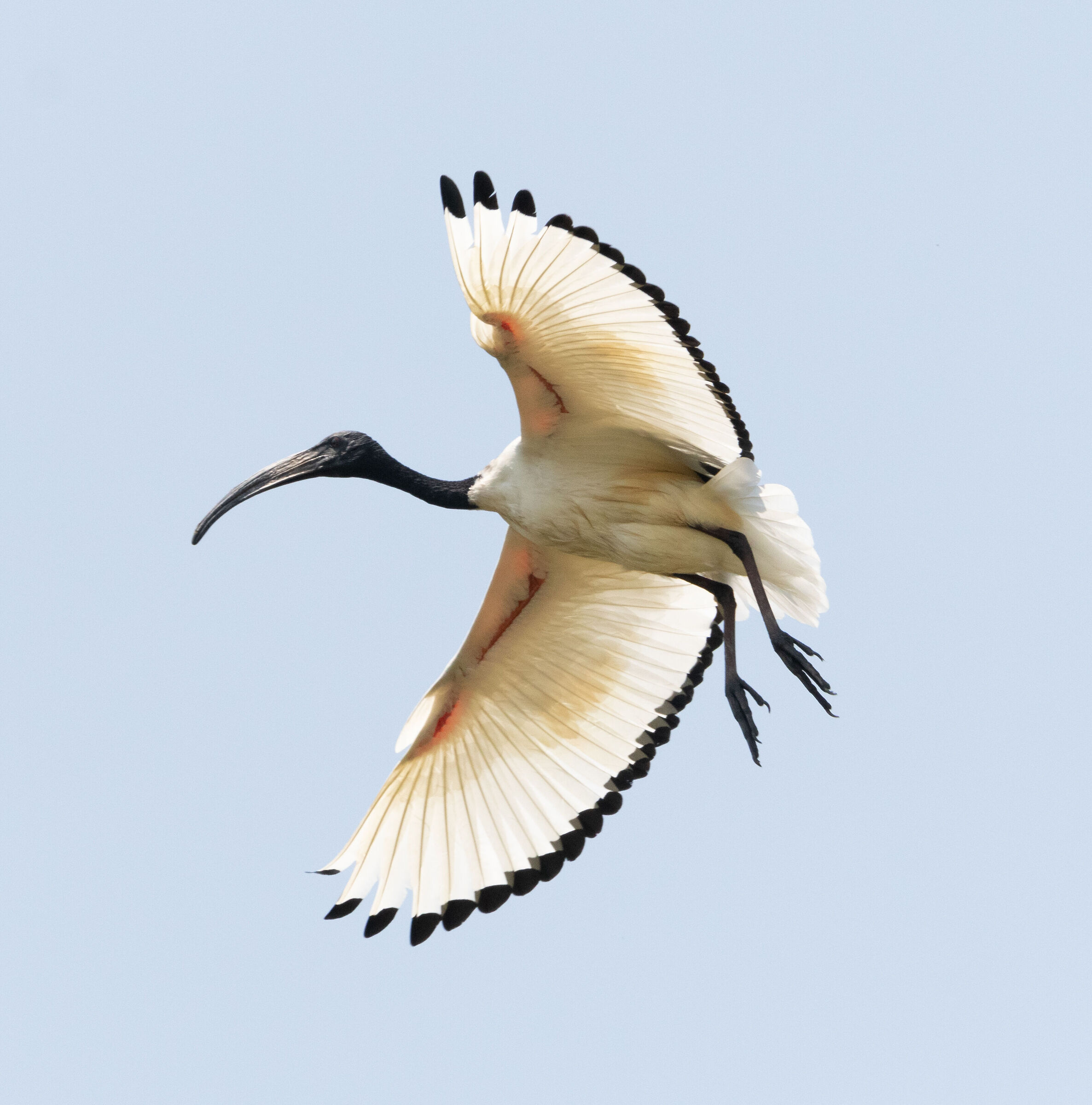 Ibis Sacro fra risaie e campi 16/06/2022