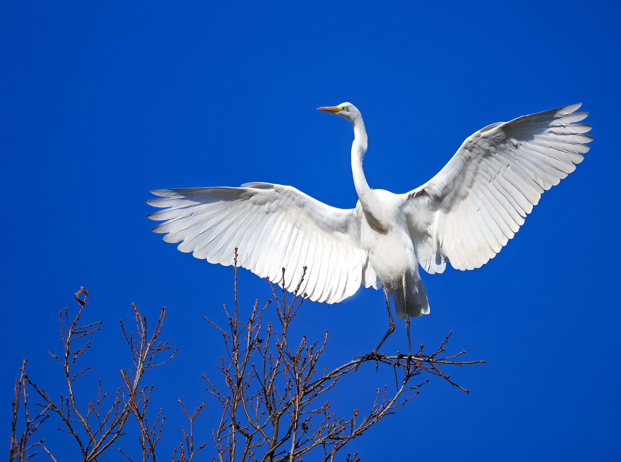 " WHITE Heron..."