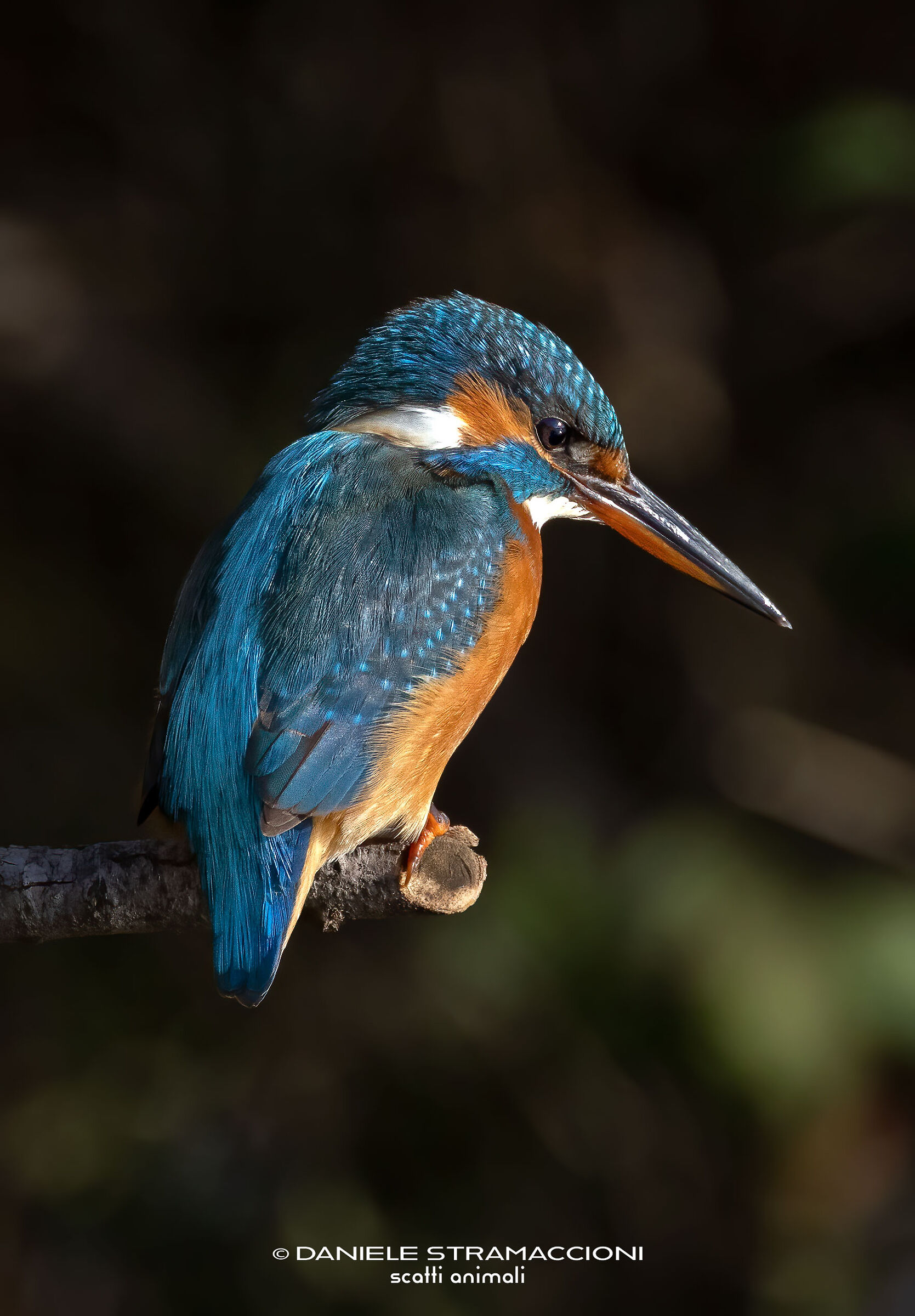 Kingfisher