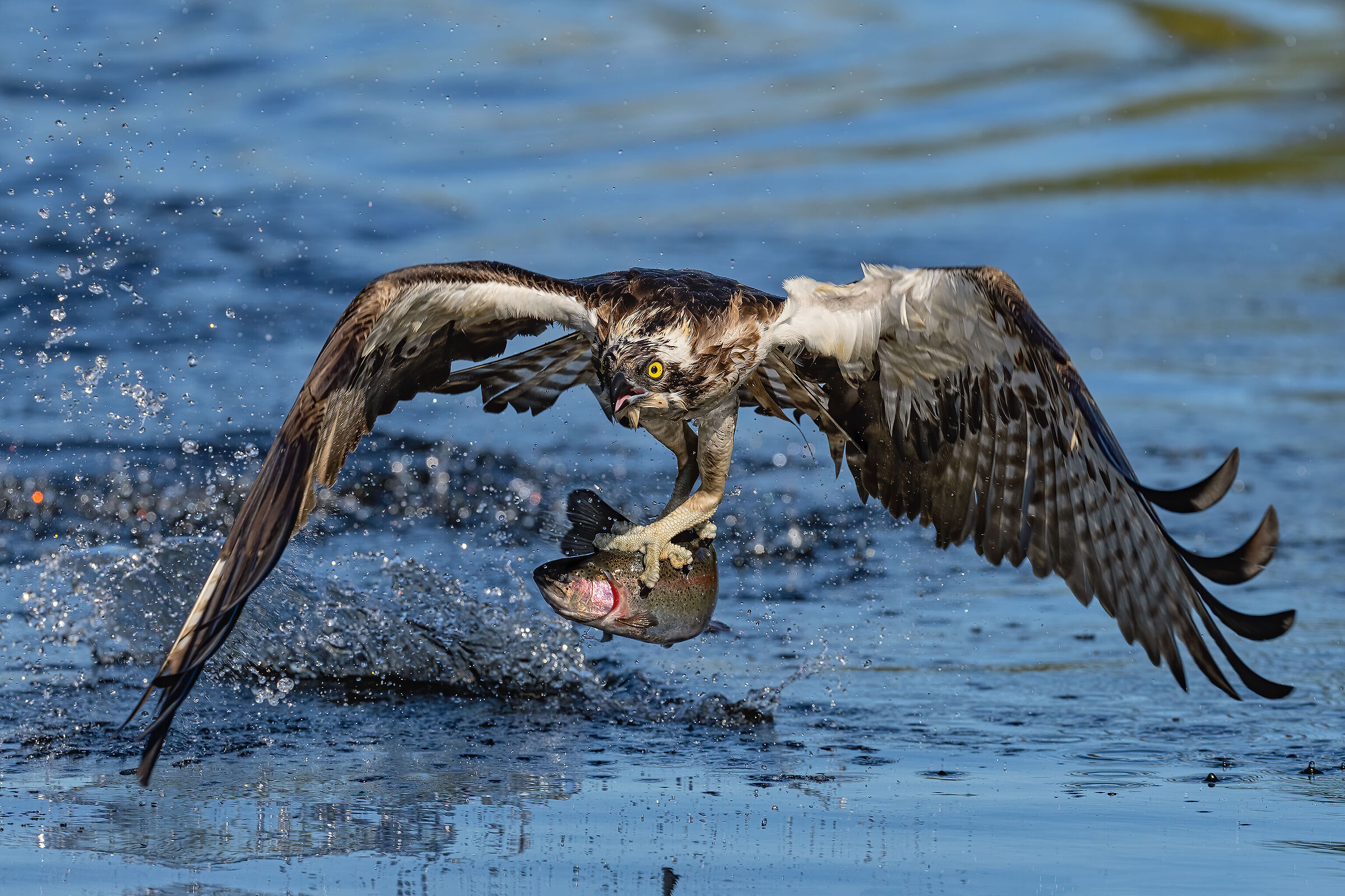 The fisherman in action