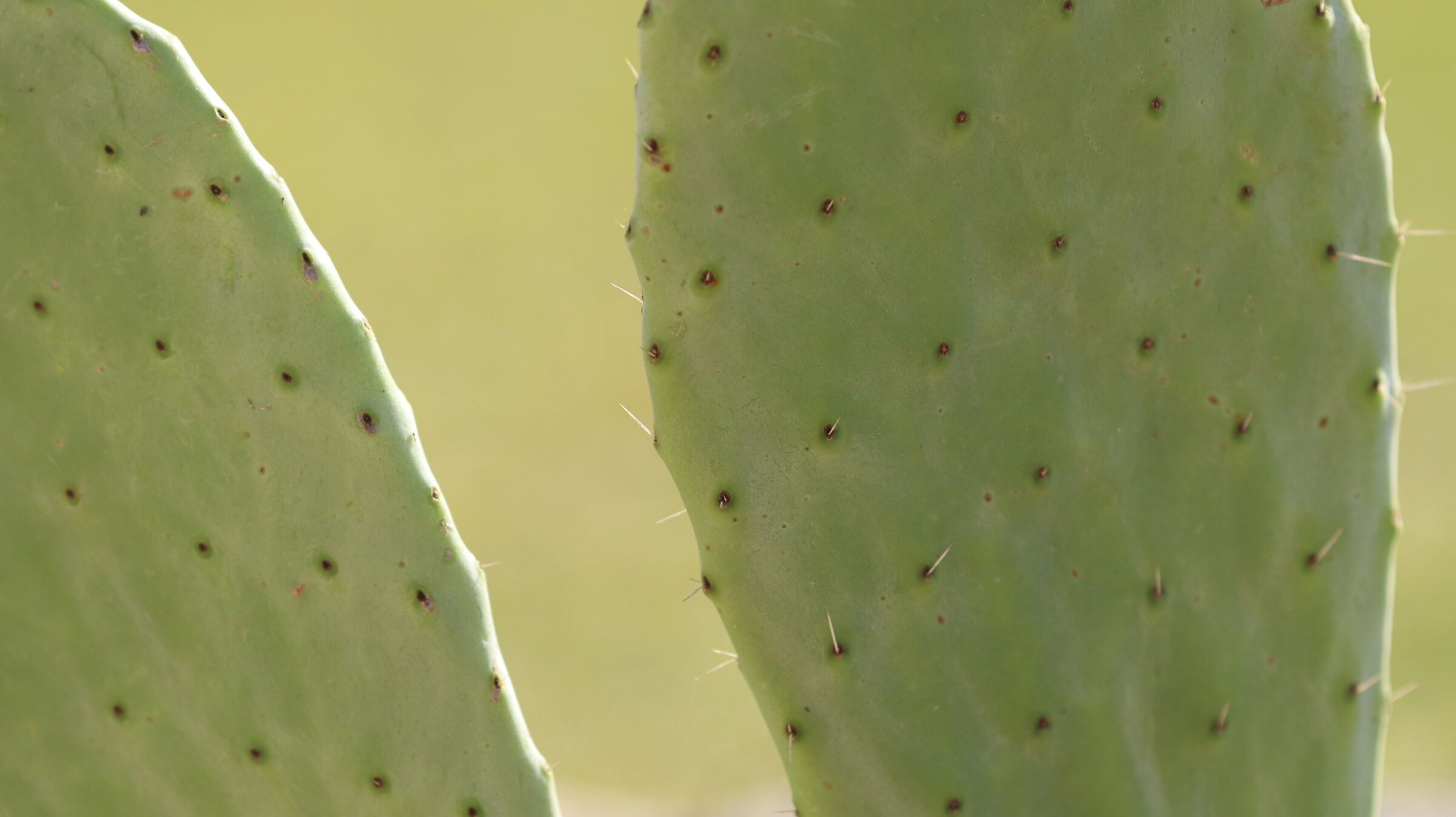 " Crop 216 ", Canon 135 F. 2 L USM - 80 D