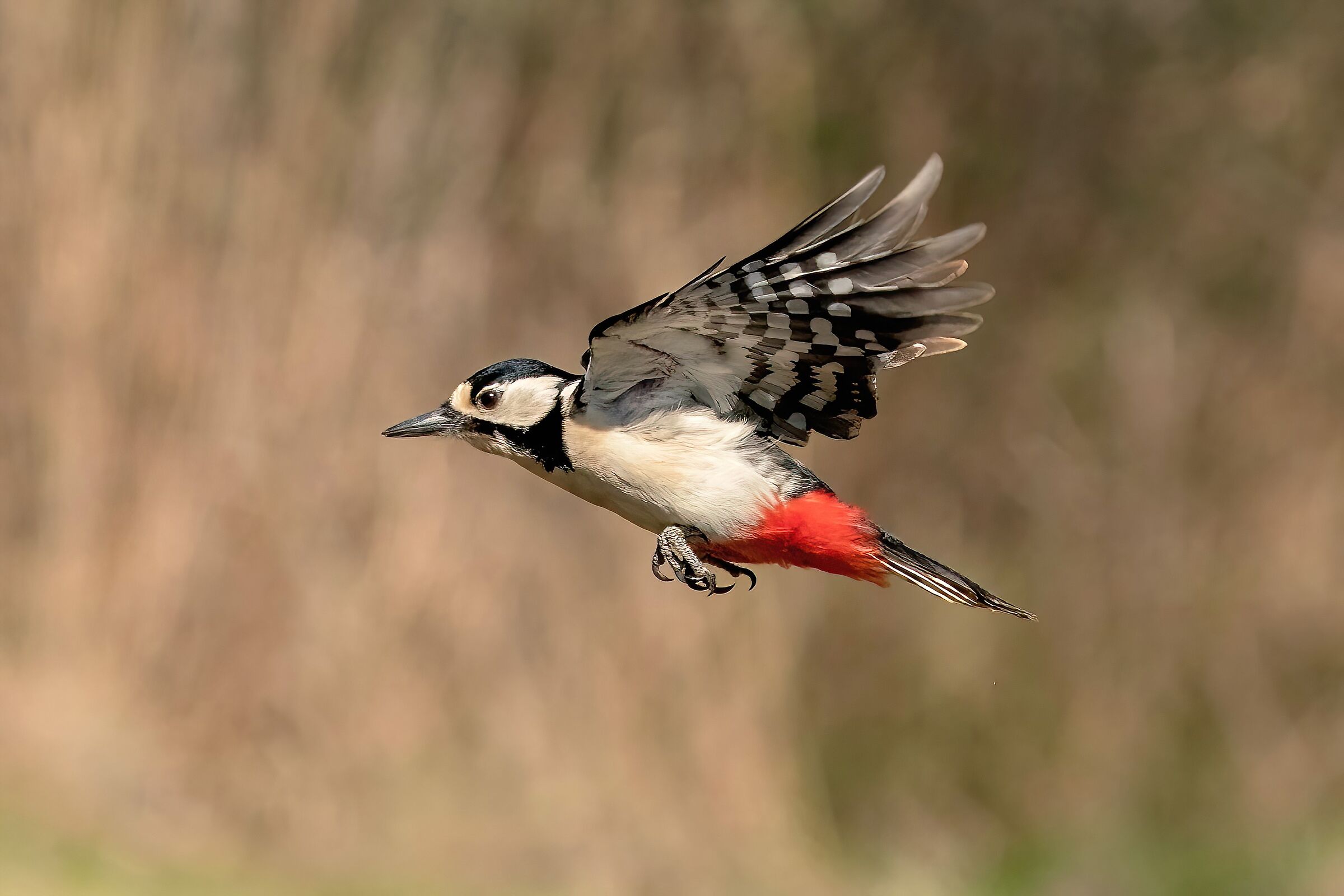 Greater spotted woodpecker (Dendrocopos major)
